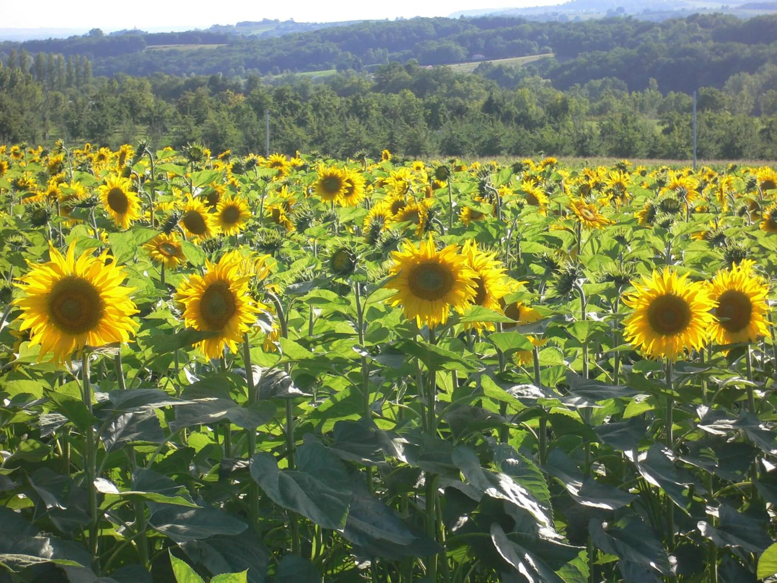 Area and facilities in Chambres d'Hôtes Domaine de Beunes