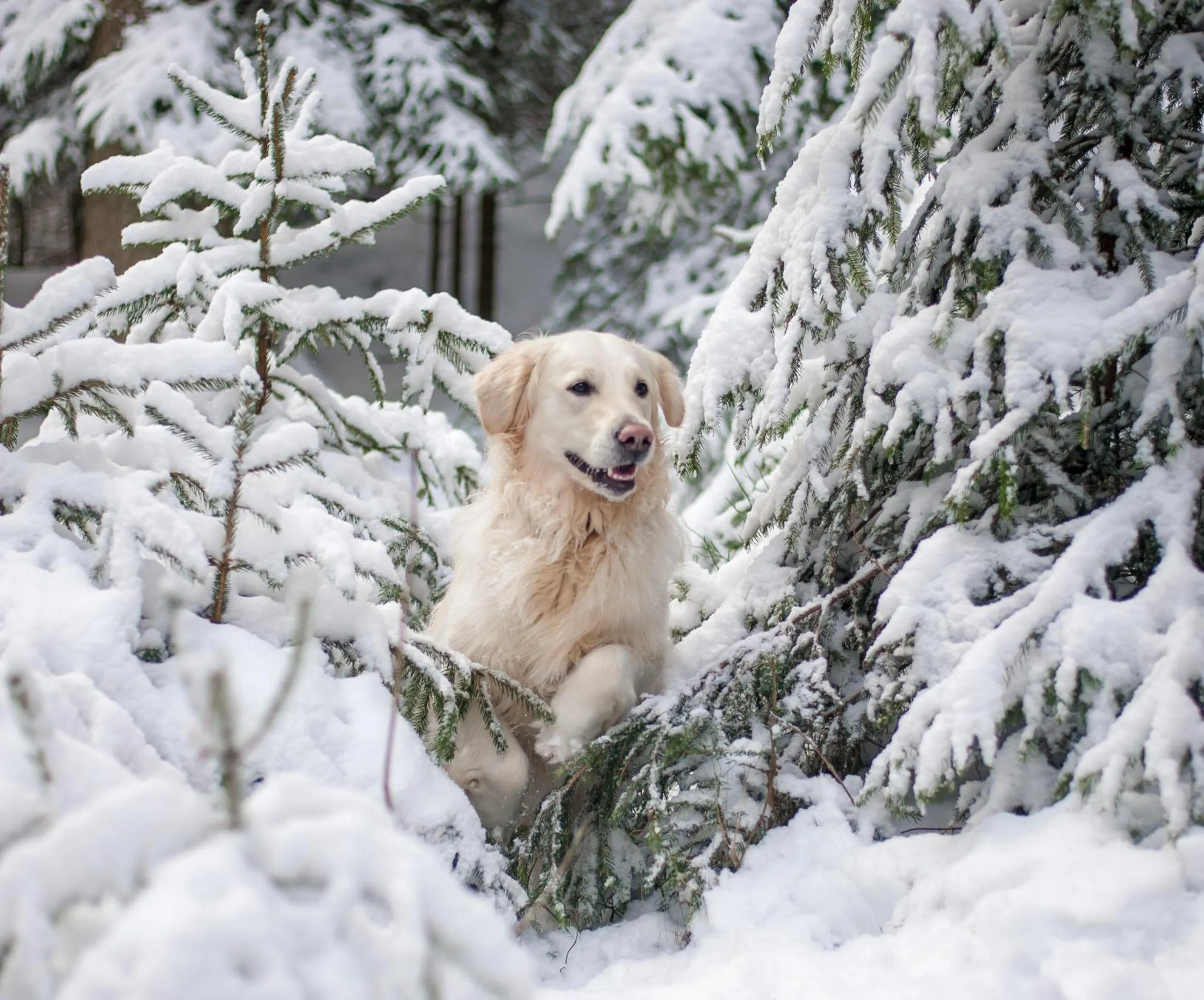 Hotel Tommy Wellness & Spa