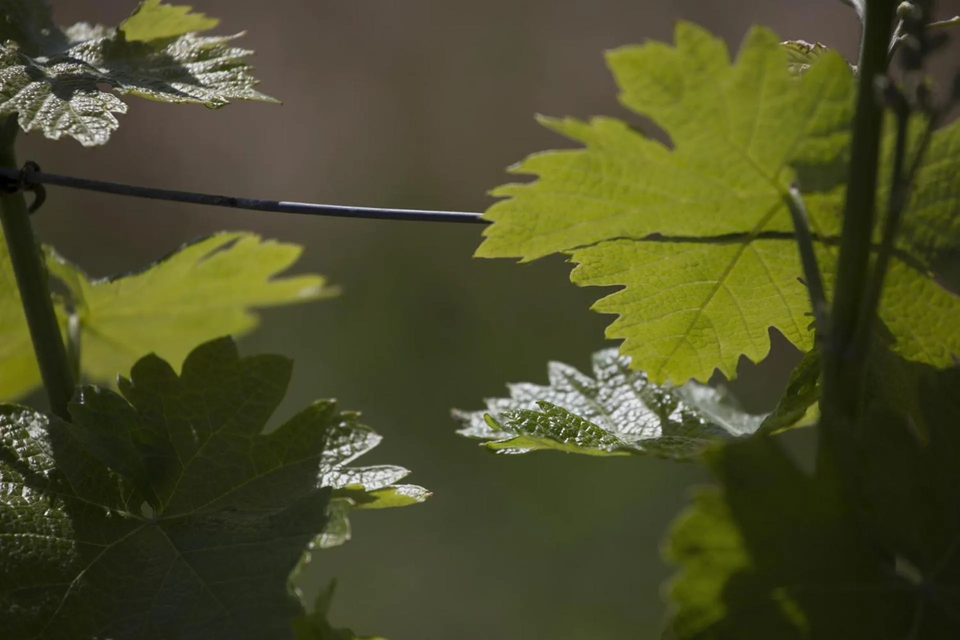 View (from property/room) in Cascina Marcantonio