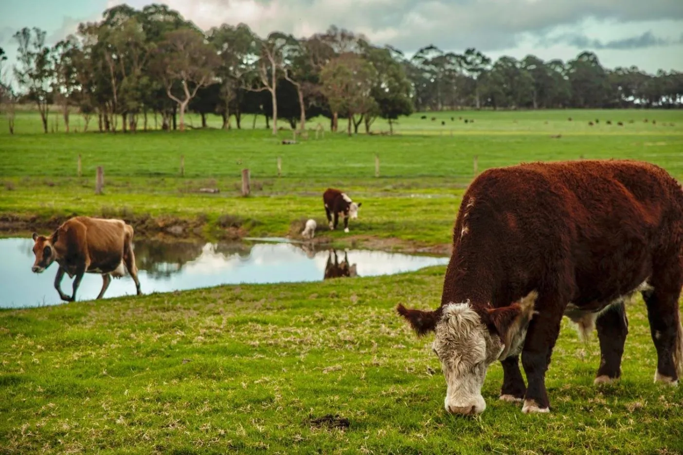 Natural landscape in BIG4 Taunton Farm