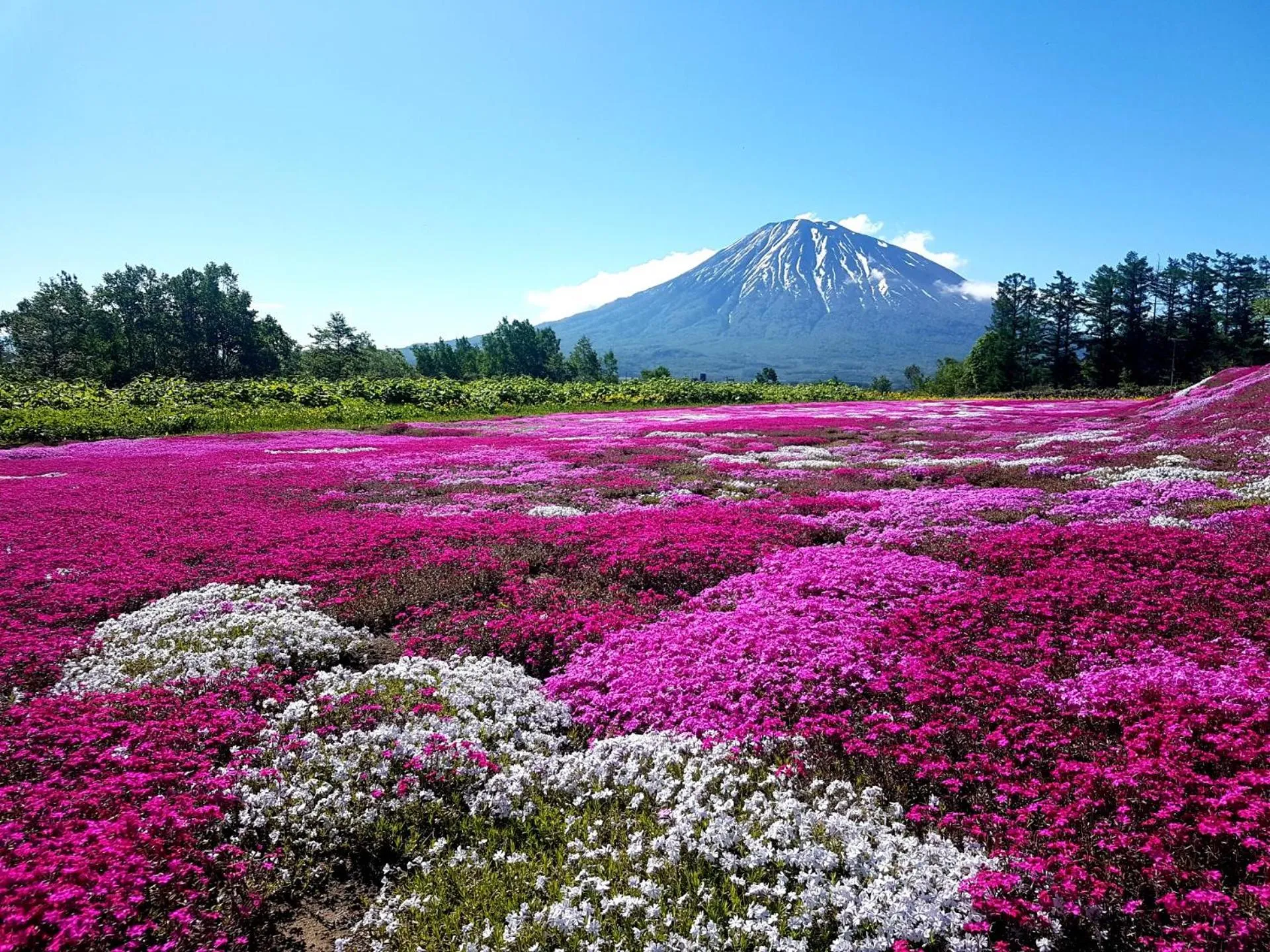 Natural landscape in Midtown Niseko