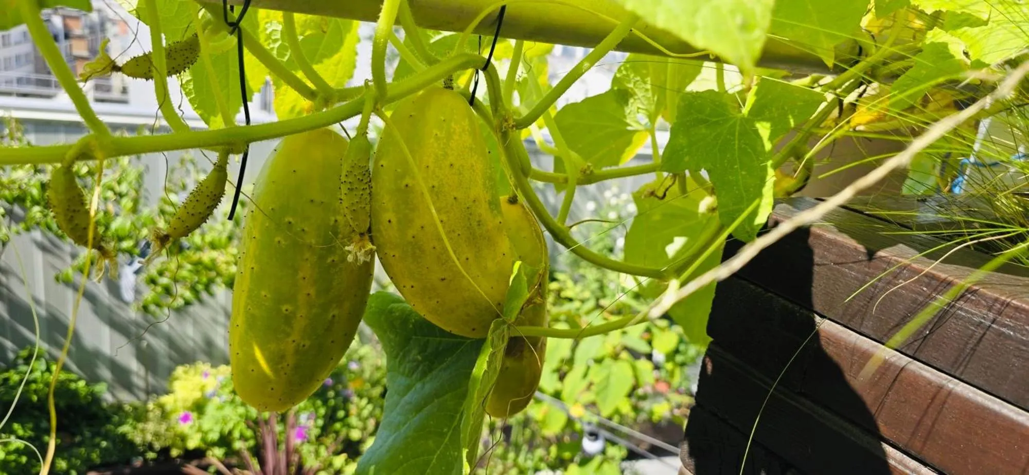 Garden in The People - Paris Bercy