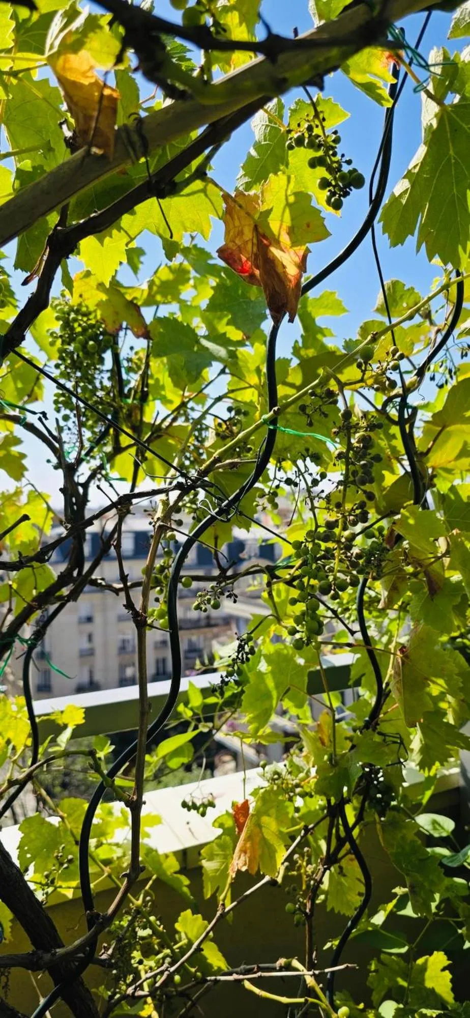 Garden in The People - Paris Bercy