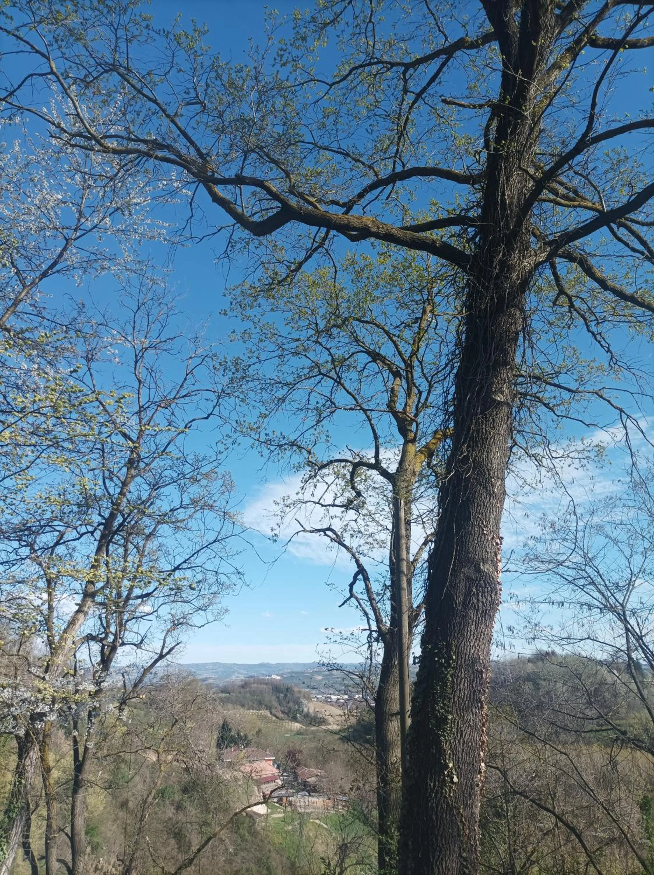 AMERICA NEI BOSCHI B&B