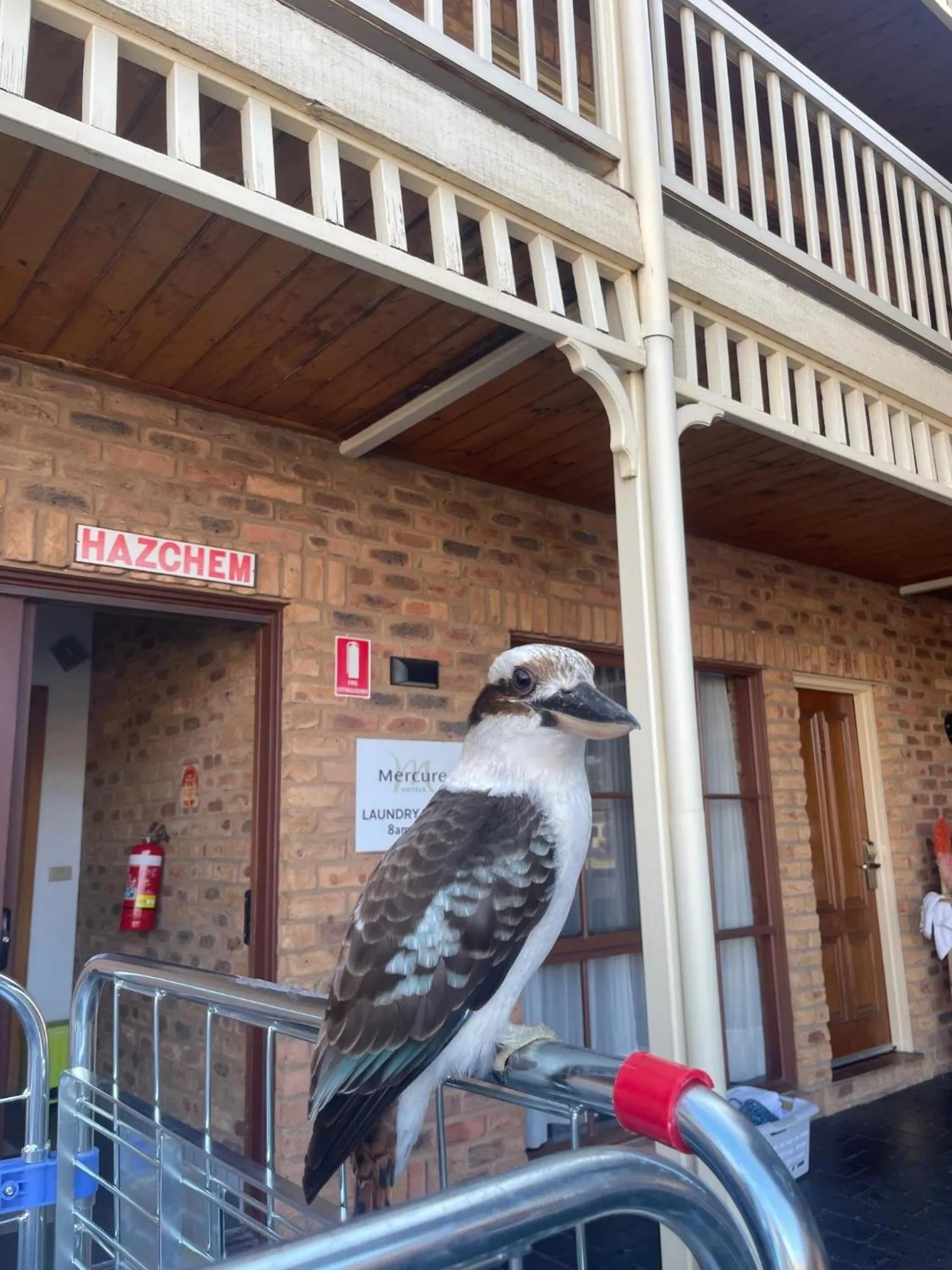 Animals in Mercure Port of Echuca