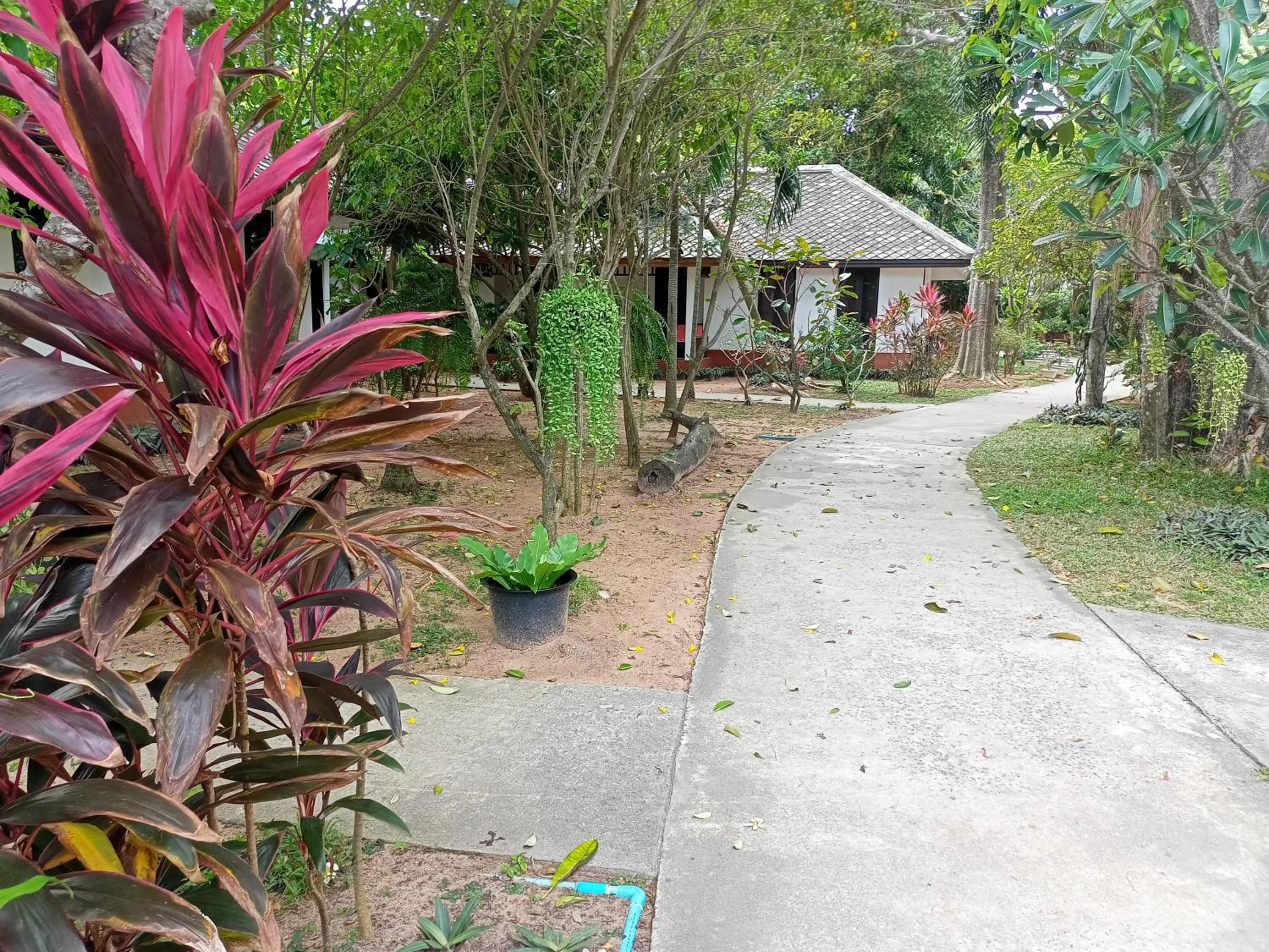 Garden view in The Hive Hotel