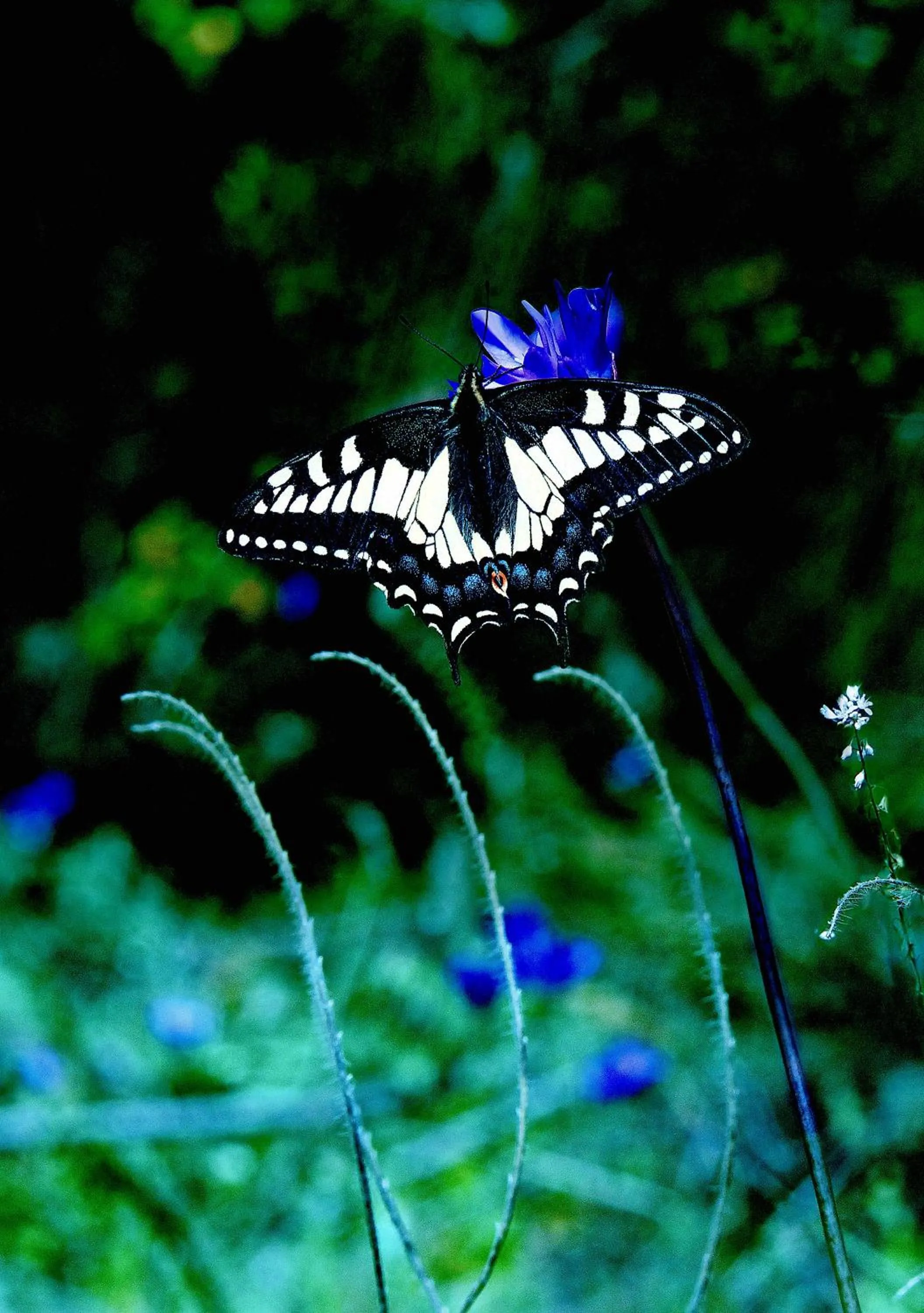 Animals in Quality Inn Yosemite Valley Gateway