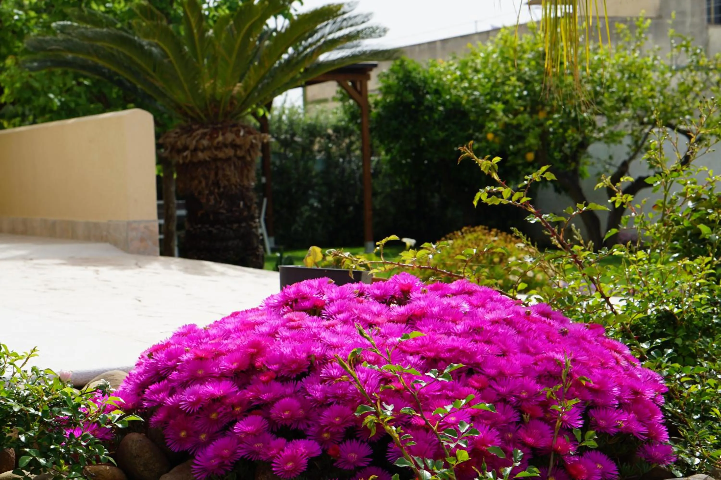 Garden in B&B Milena