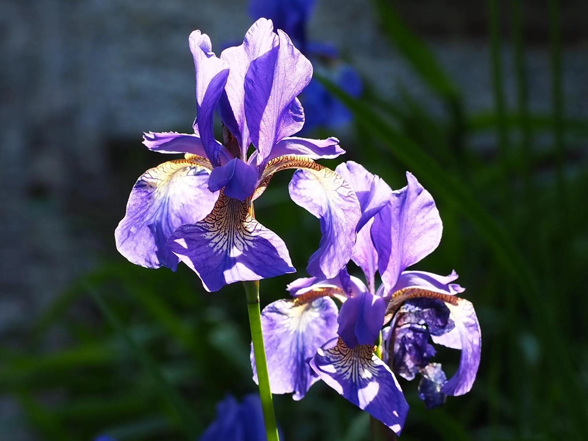 Garden in BnB De Peelvos