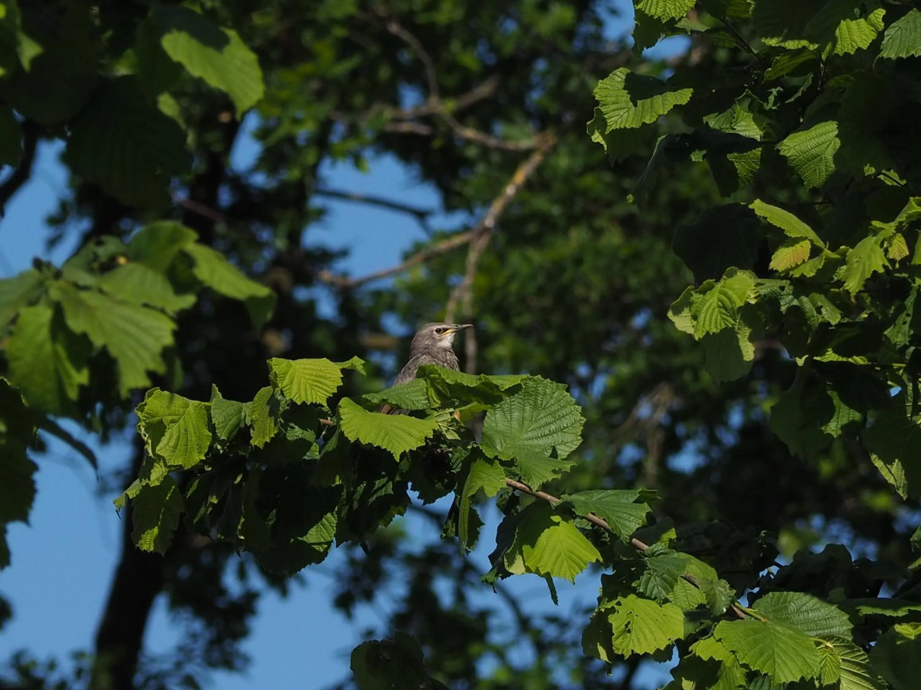 Natural landscape in BnB De Peelvos