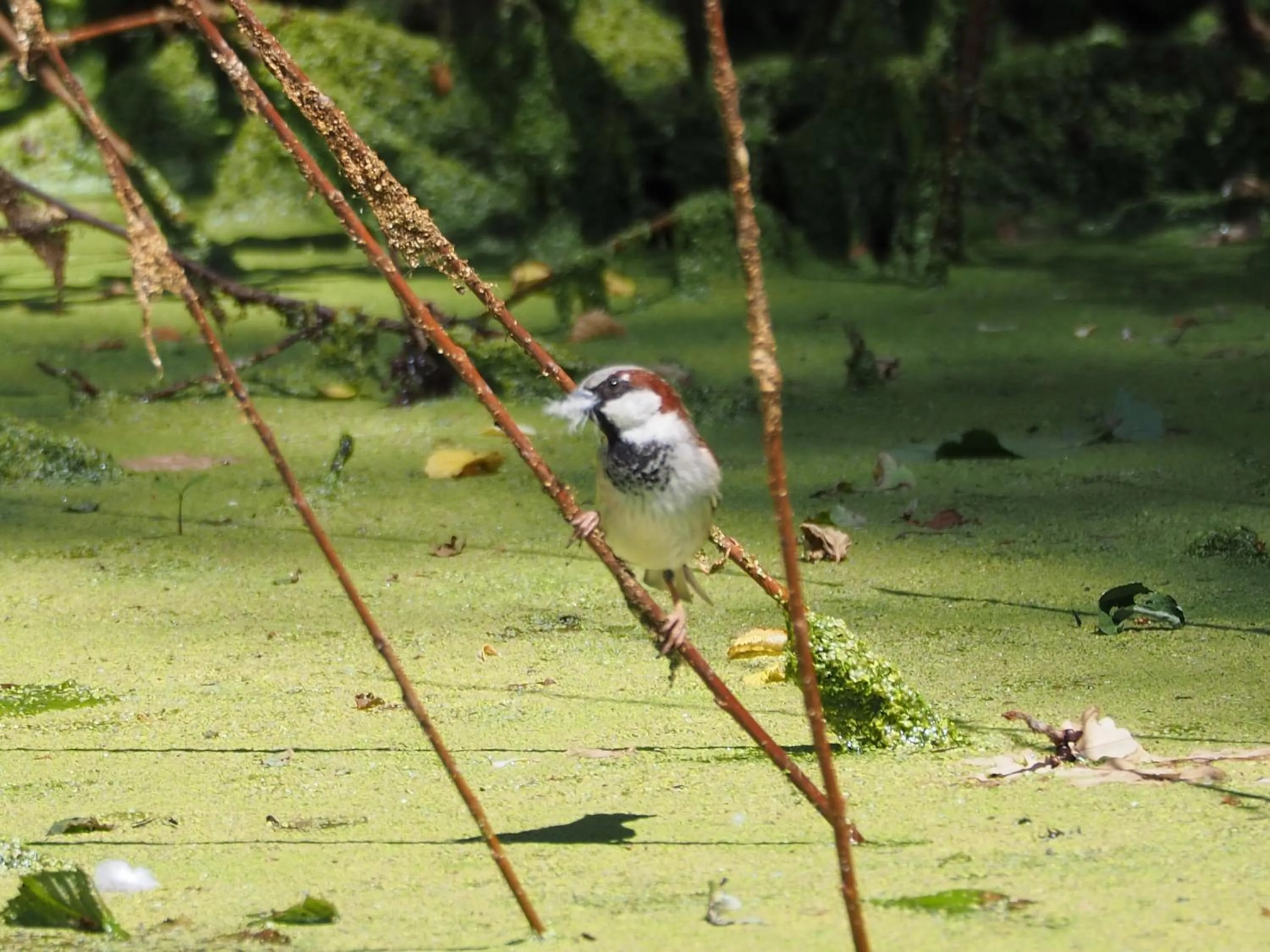 Animals in BnB De Peelvos