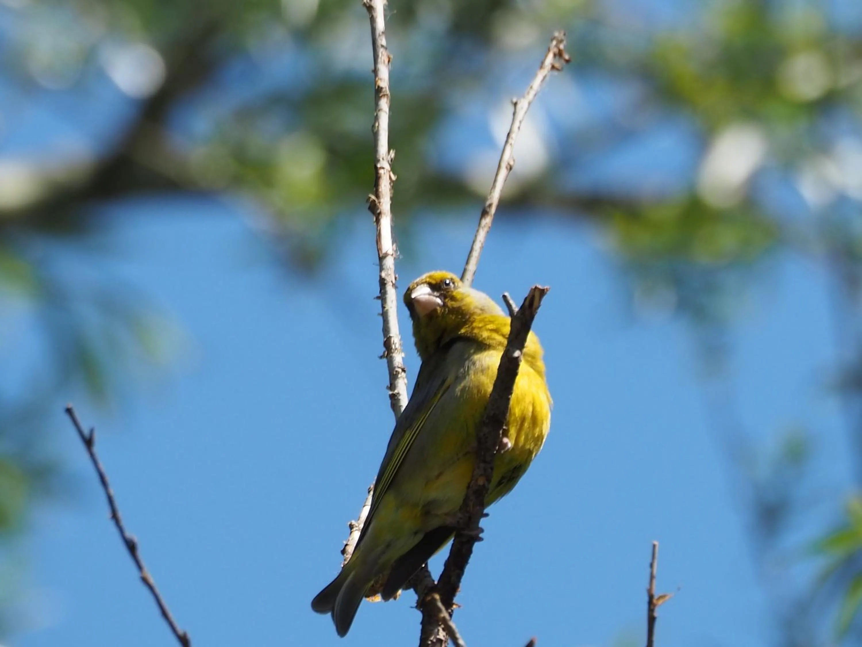 Animals in BnB De Peelvos