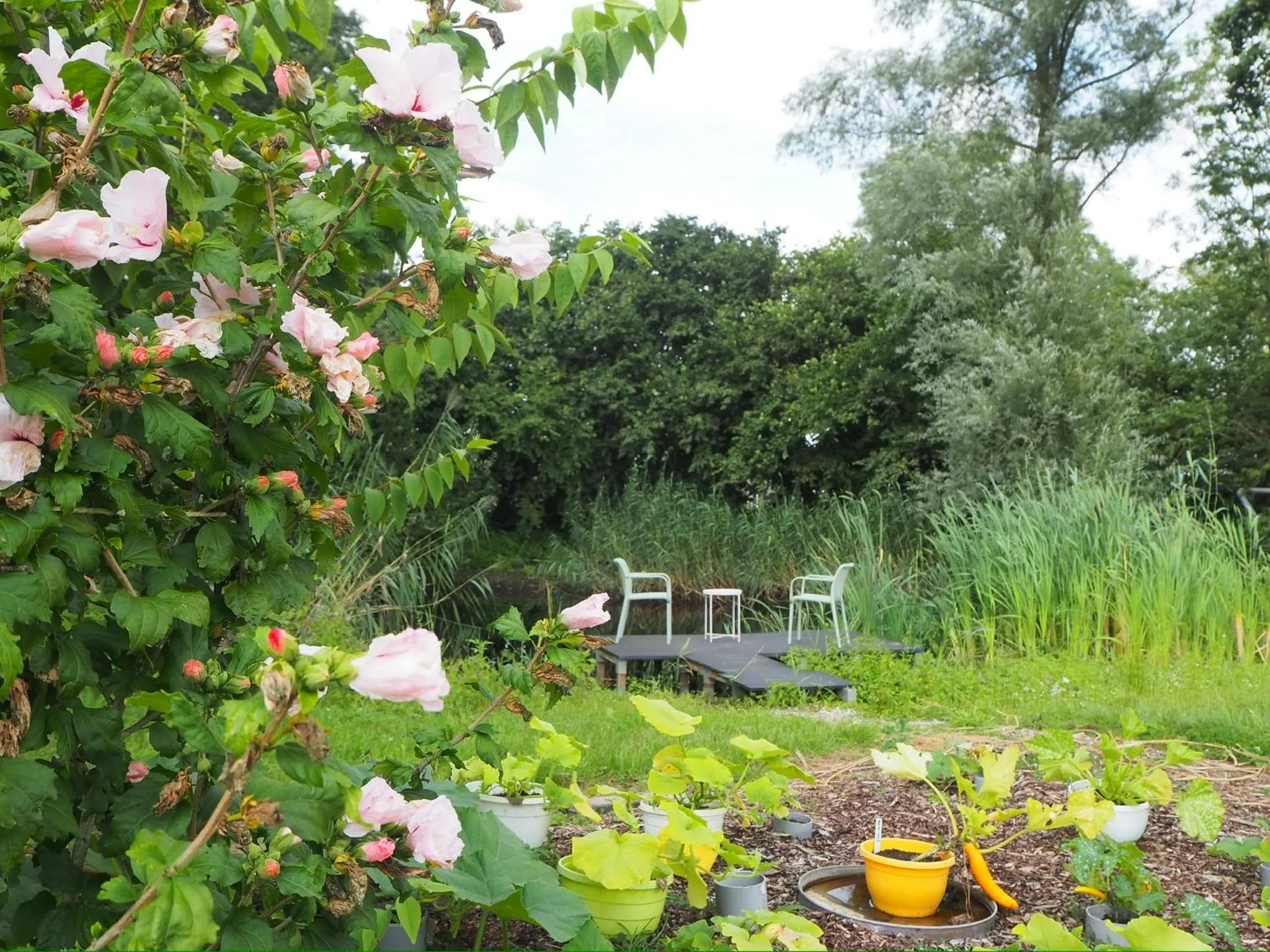 Natural landscape in BnB De Peelvos