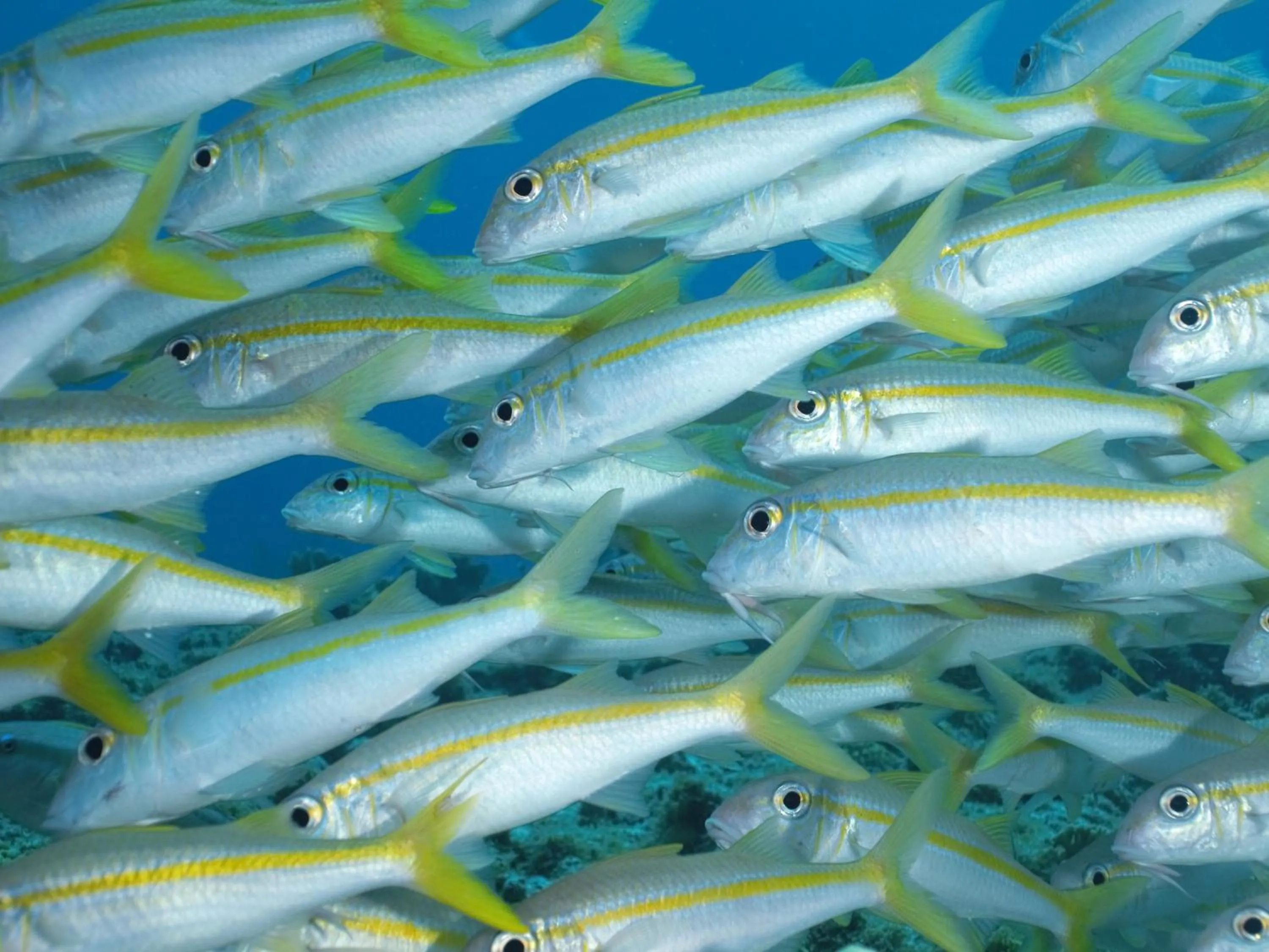 Diving, Other Animals in B&B Kas ChuChubi