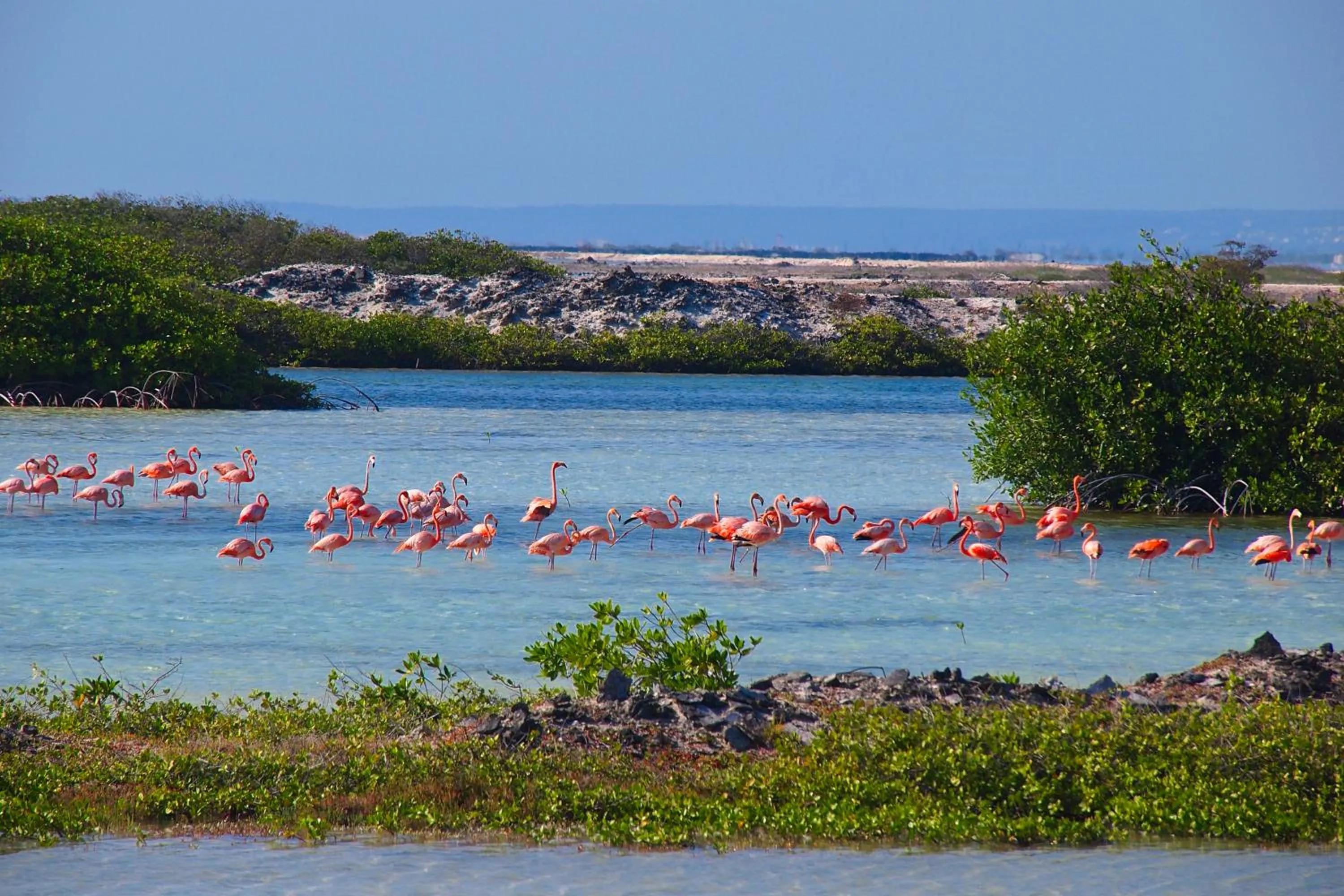 Animals in B&B Kas ChuChubi