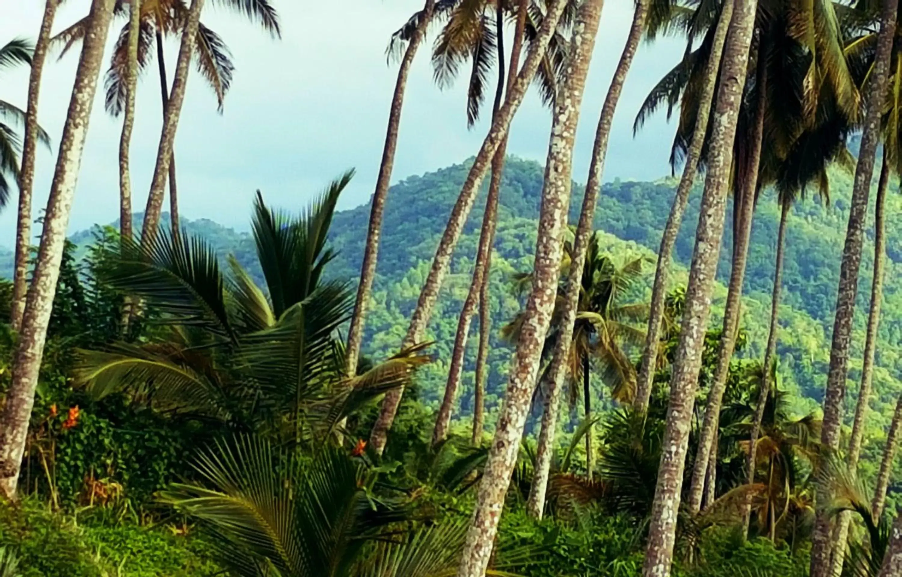 Double Room with Terrace - single occupancy in The Flame Tree Estate & Hotel Double Room with Terrace - single occupancy in The Flame Tree Estate & Hotel