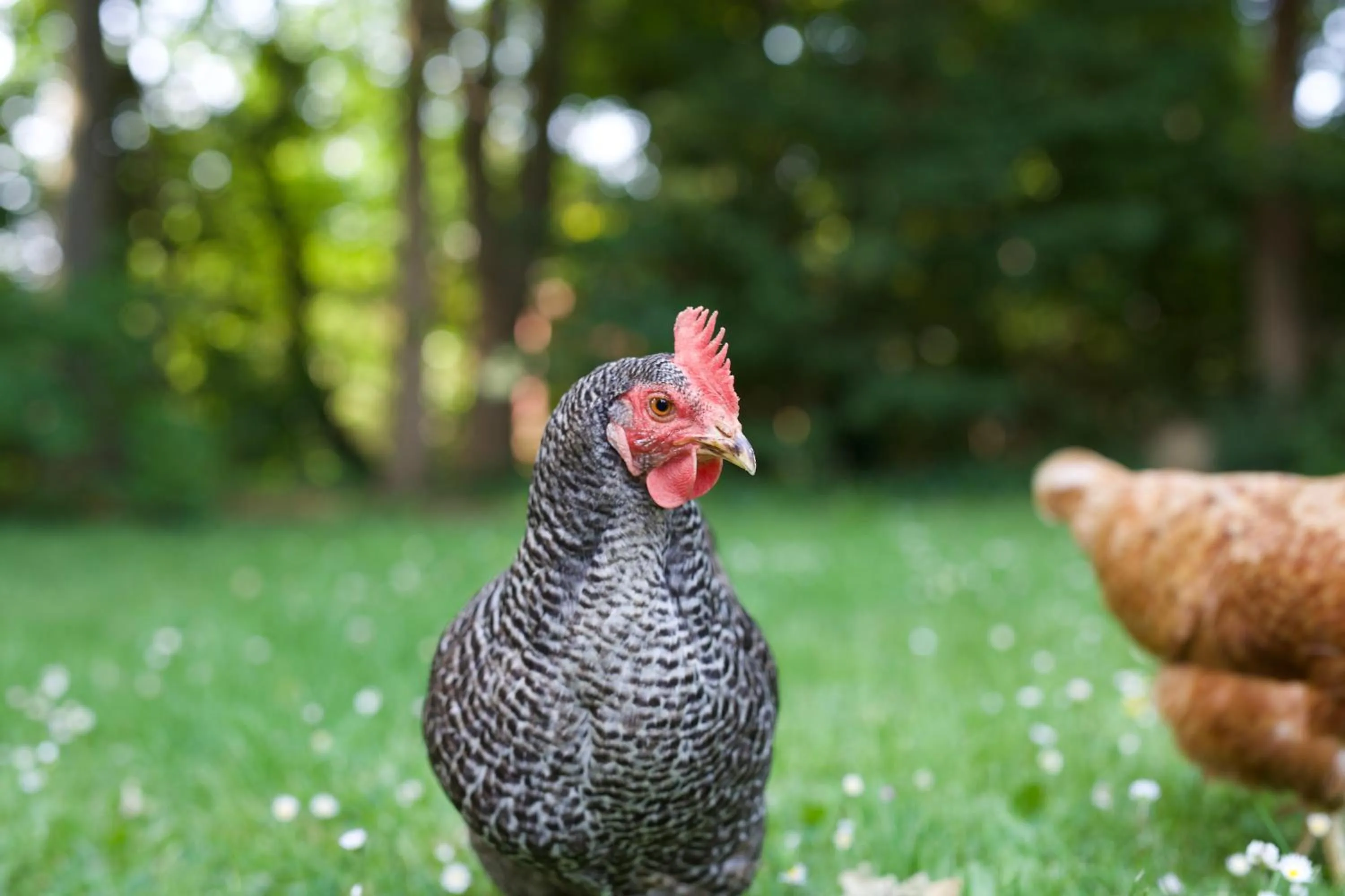 Animals in B&B Boerderij De Vaete - Duurzaam genieten in de zak van Zuid-Beveland