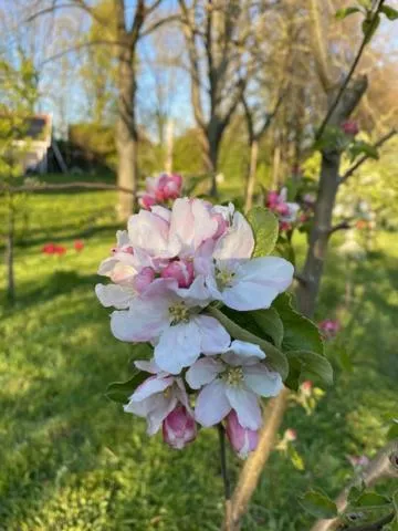 Spring in B&B Boerderij De Vaete - Duurzaam genieten in de zak van Zuid-Beveland
