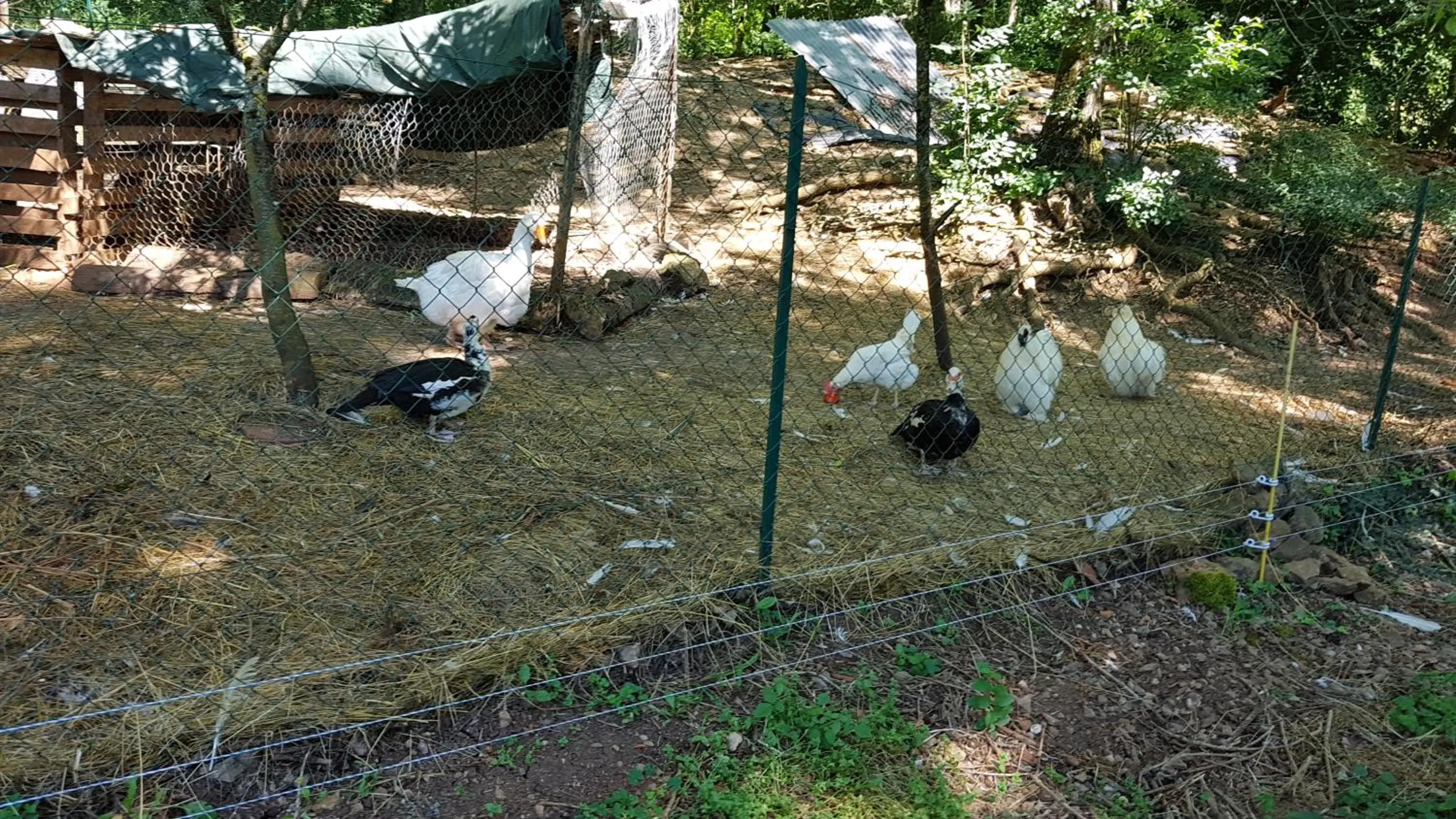 Animals in LA PROVIDENCE, chambres d'hôtes