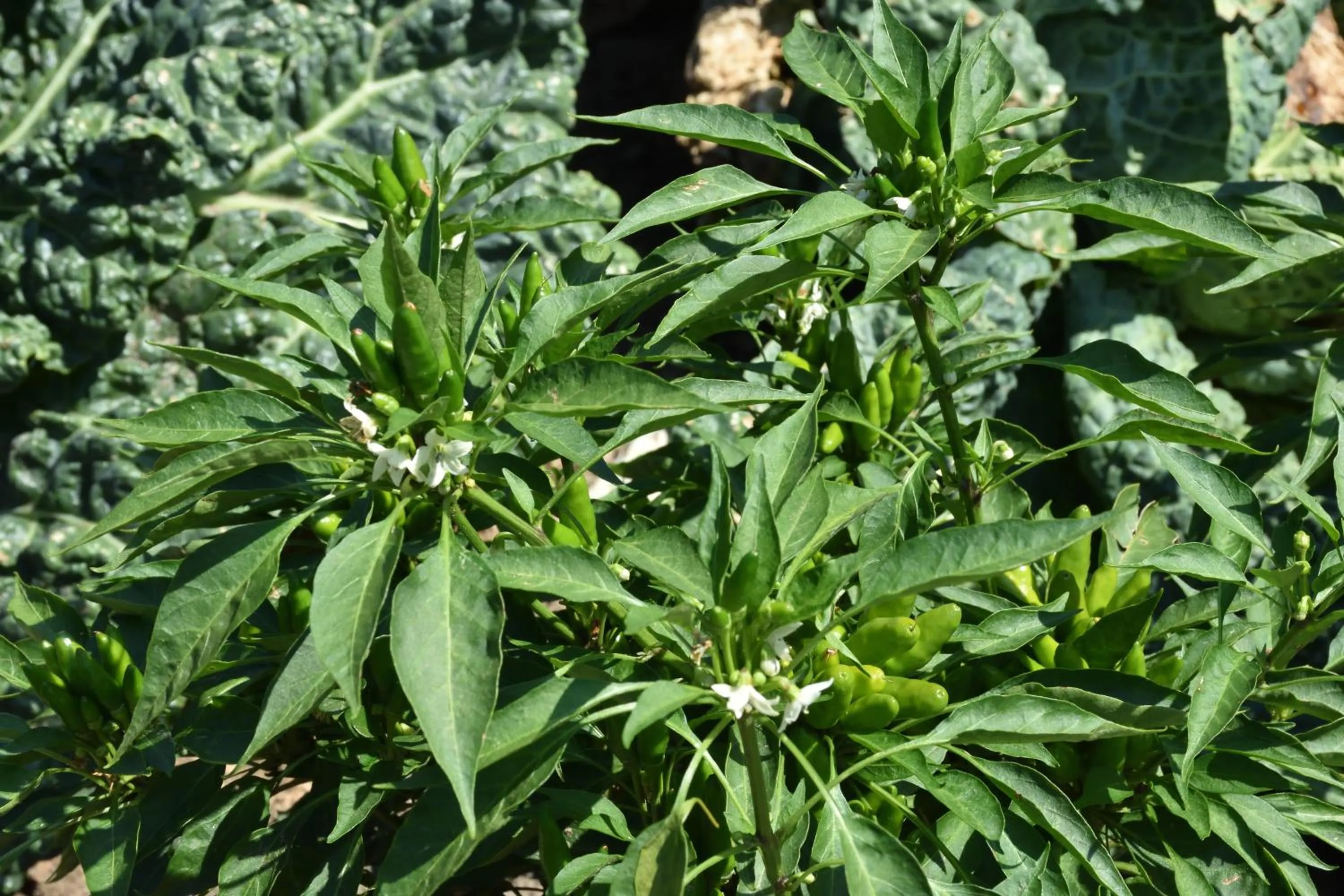 Agriturismo Il Colle