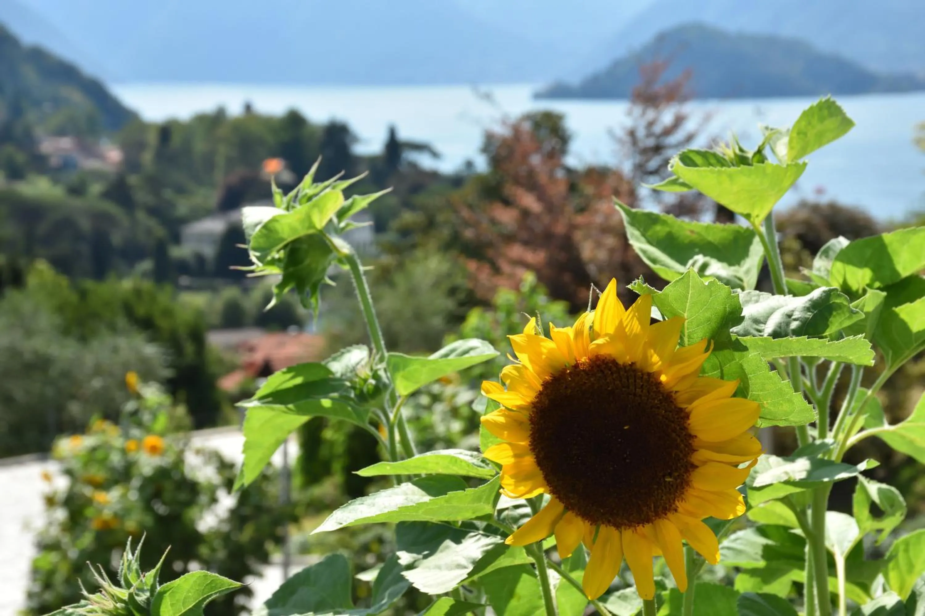 Garden in Agriturismo Il Colle