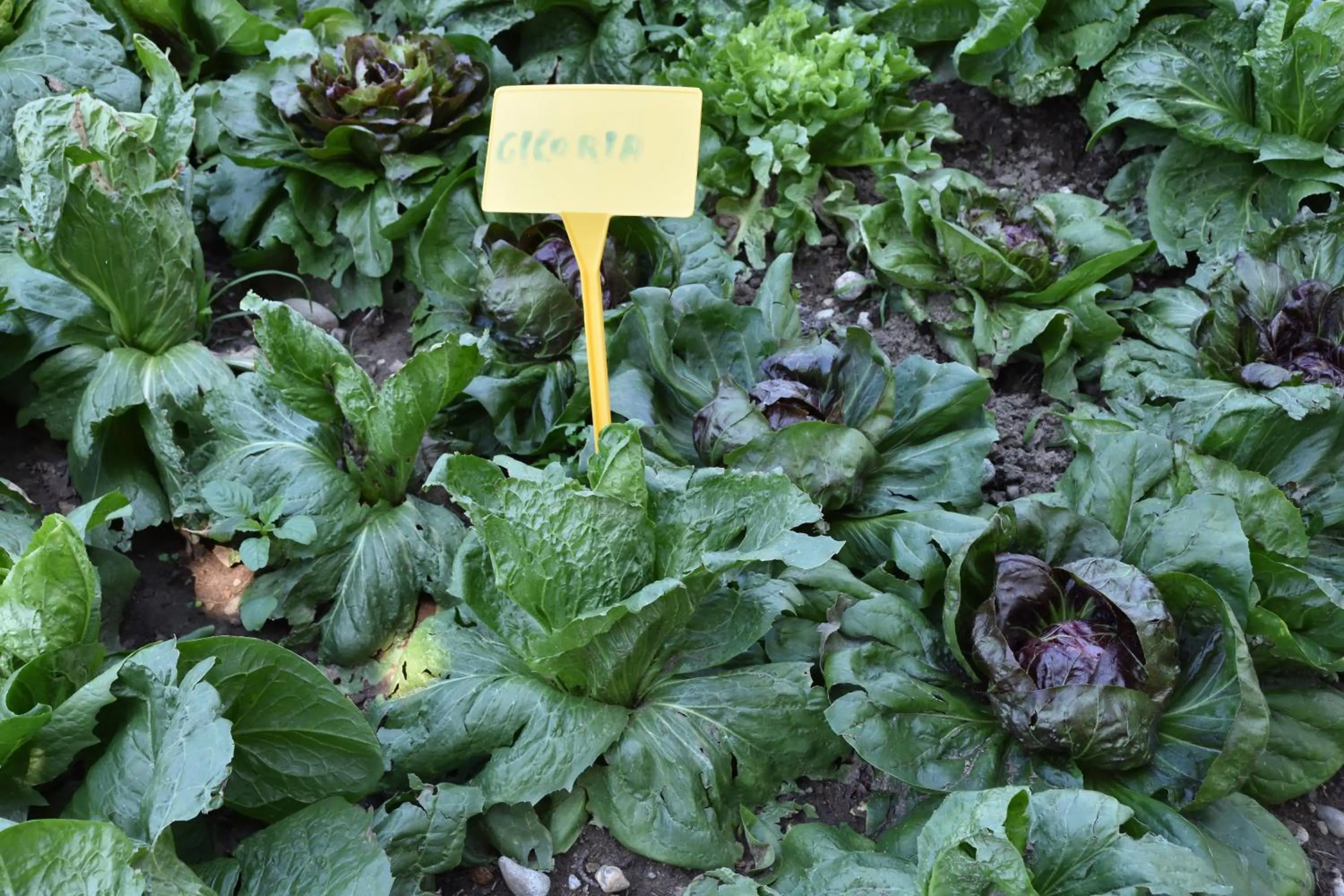 Agriturismo Il Colle