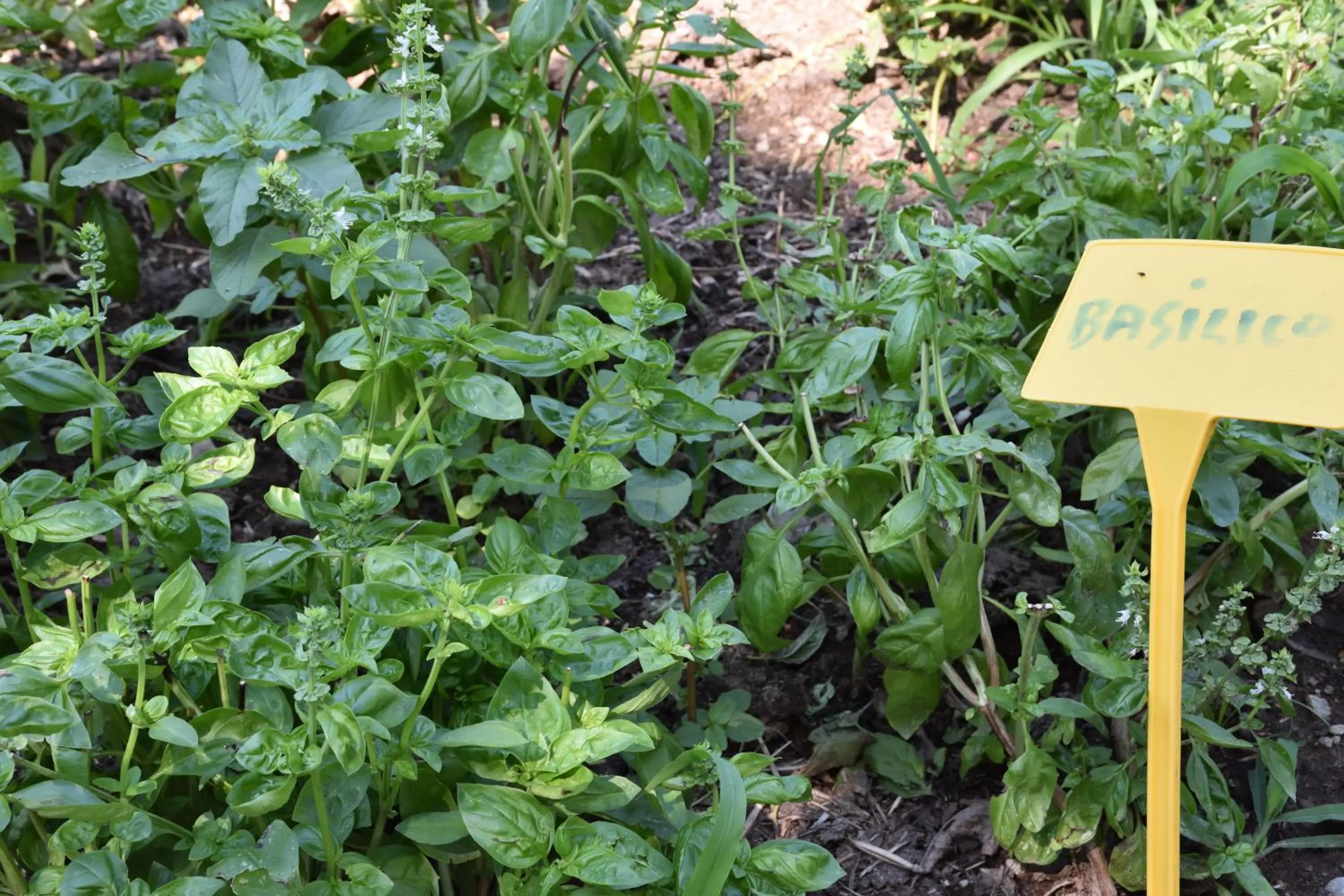 Agriturismo Il Colle