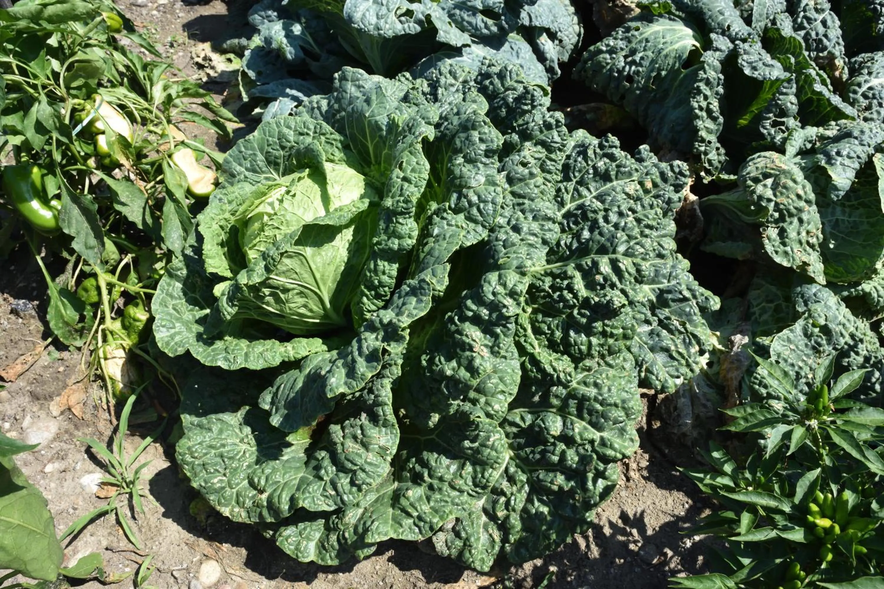 Agriturismo Il Colle