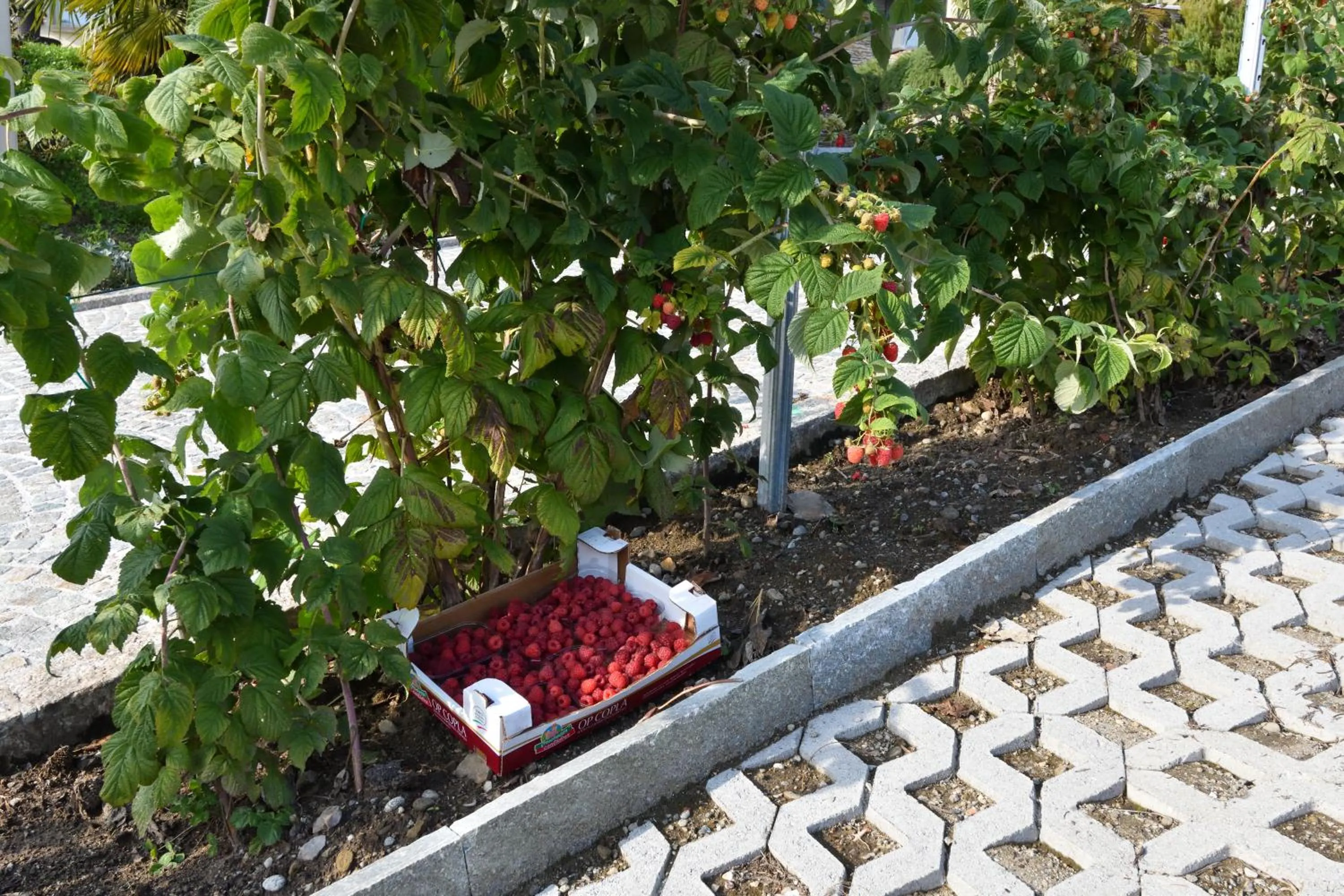 Garden in Agriturismo Il Colle