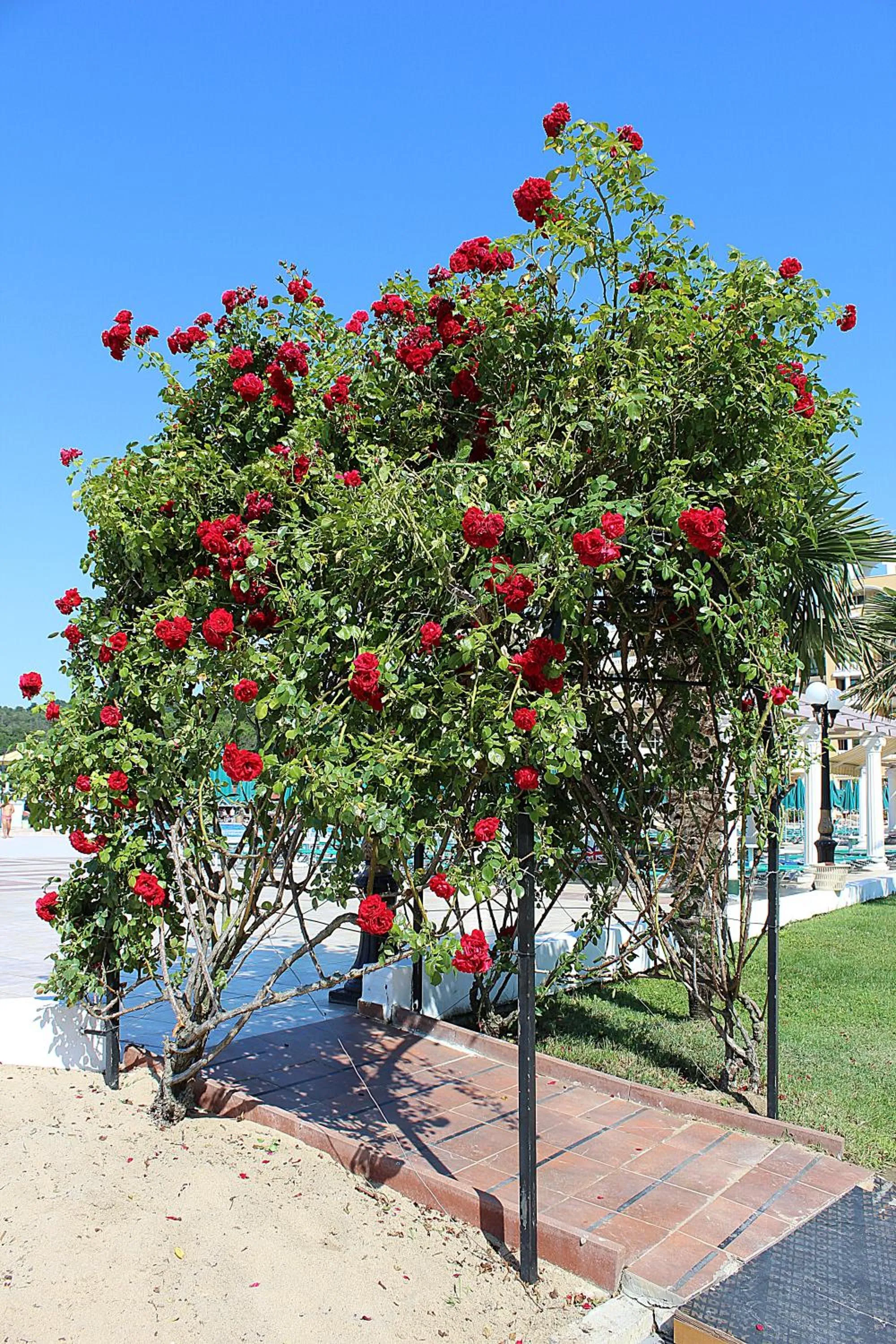Swimming pool in Duni Marina Beach Hotel - All Inclusive