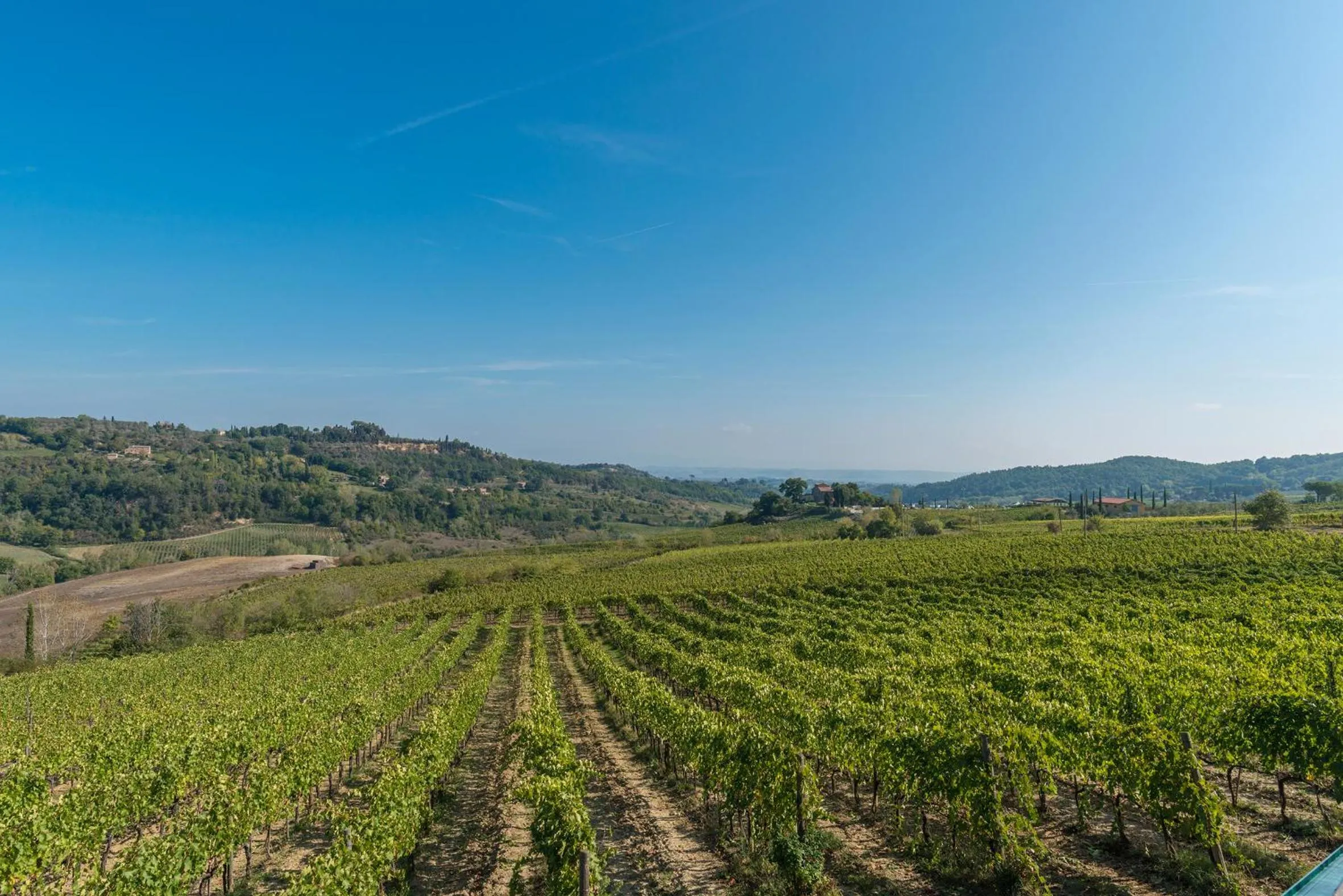 The Grapevine by MANVI