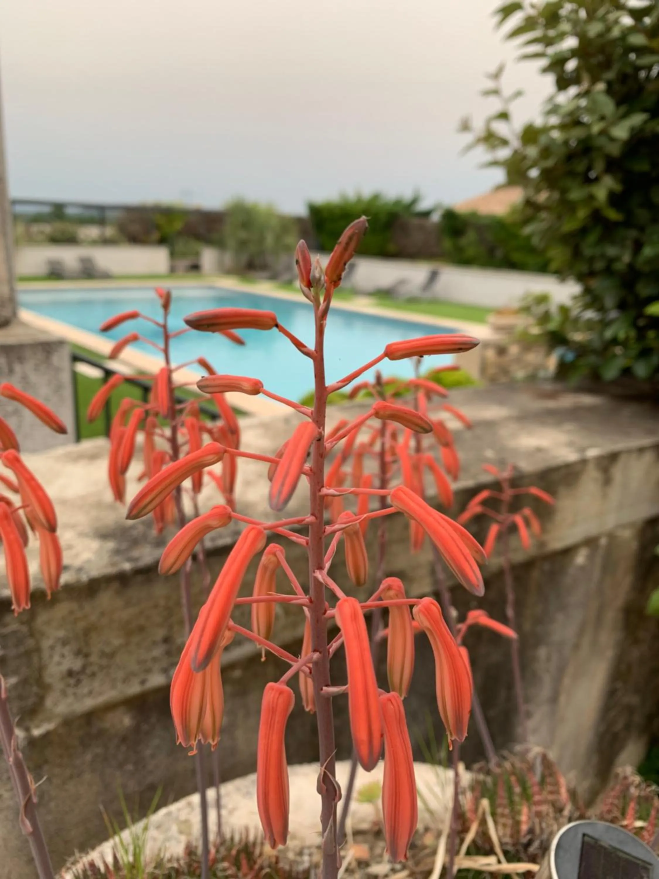 Swimming pool in DOMAINE FORVENT