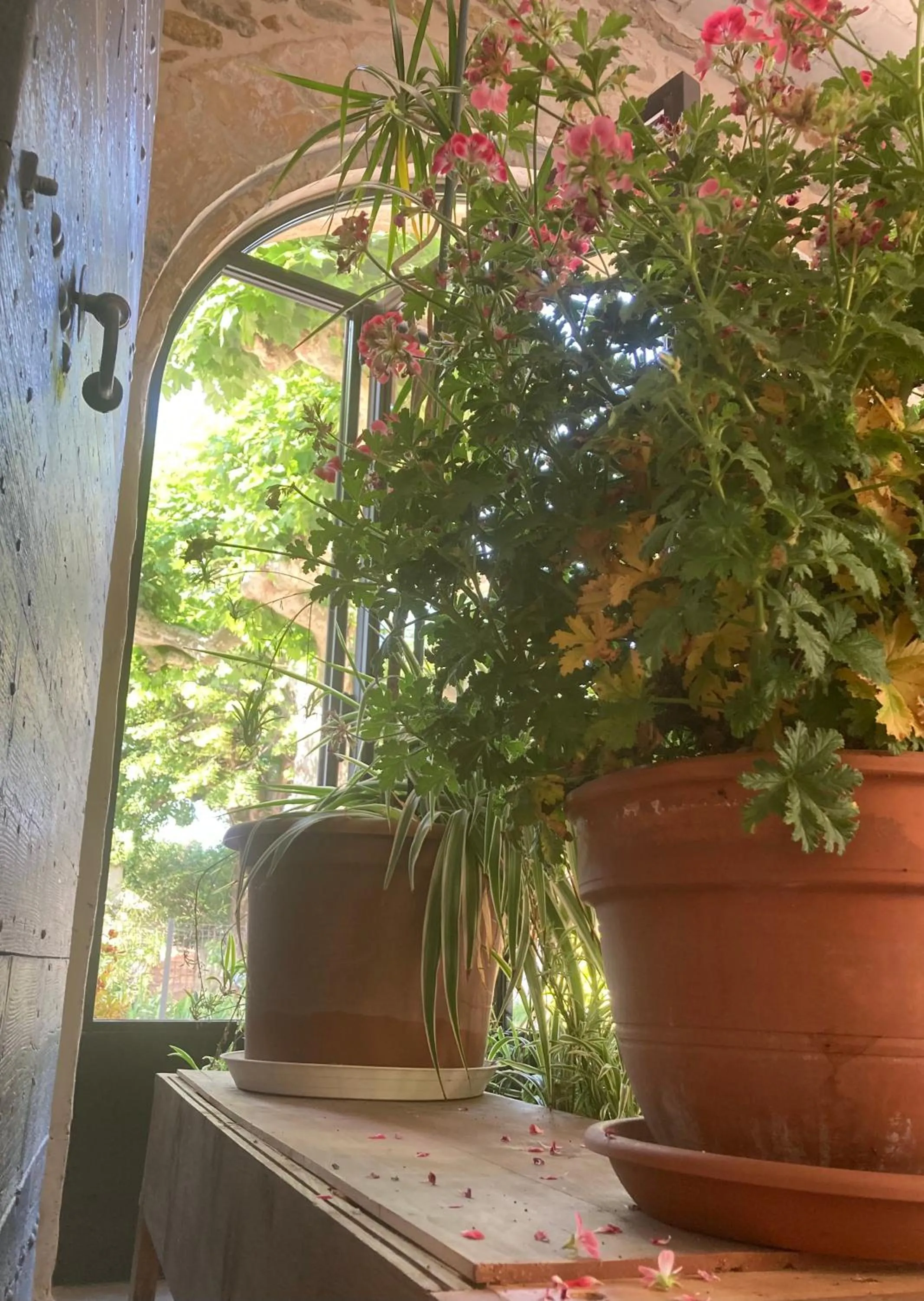 Garden view in DOMAINE FORVENT