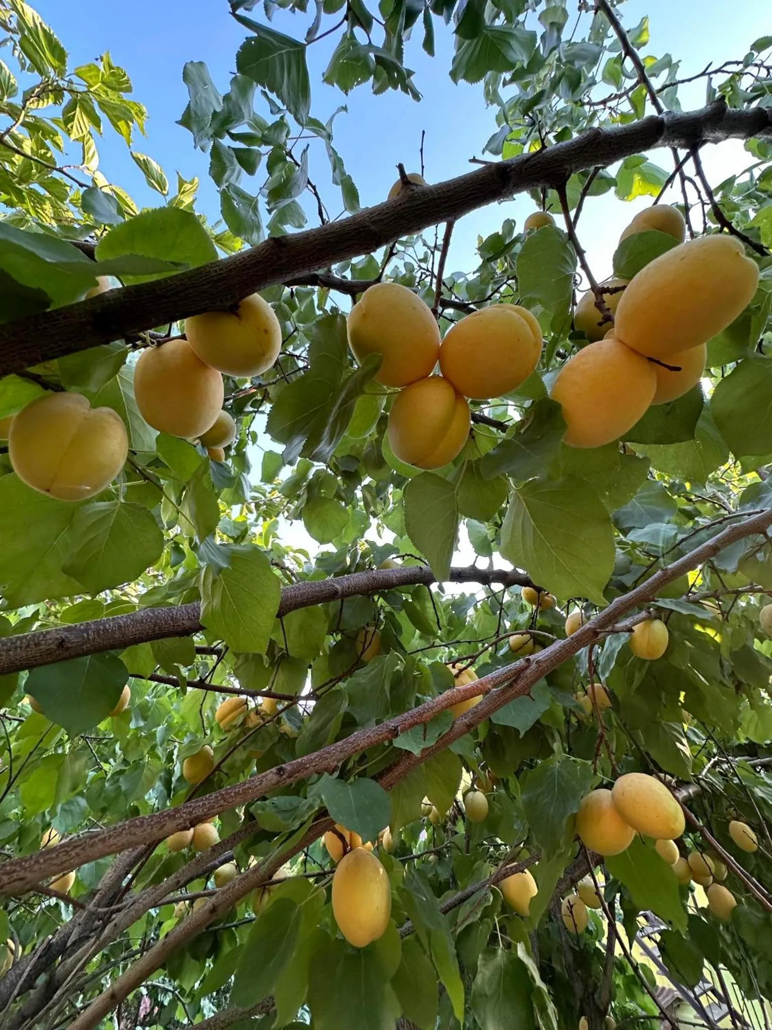 Li Yes Yerevan hotel