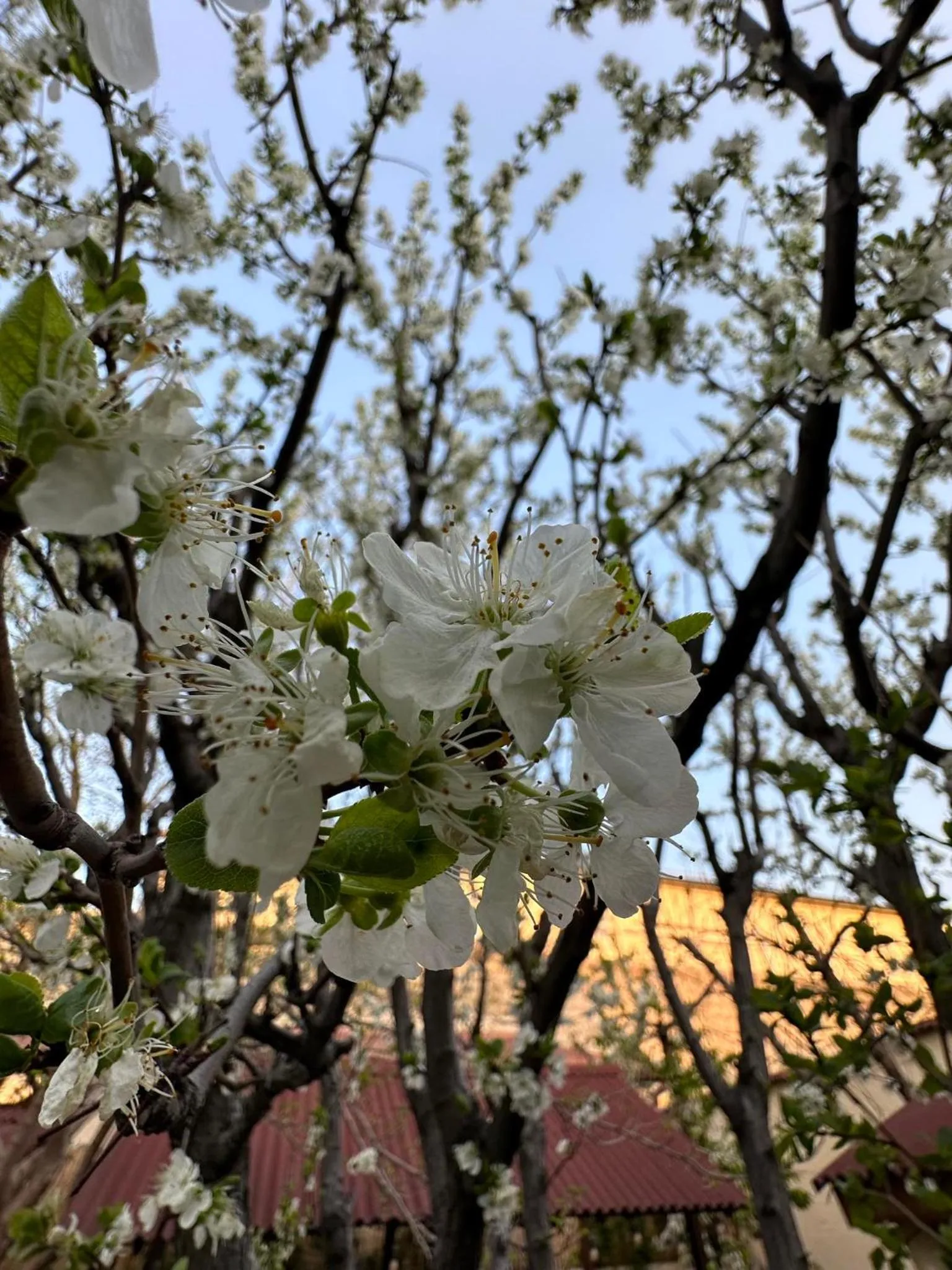 Li Yes Yerevan hotel