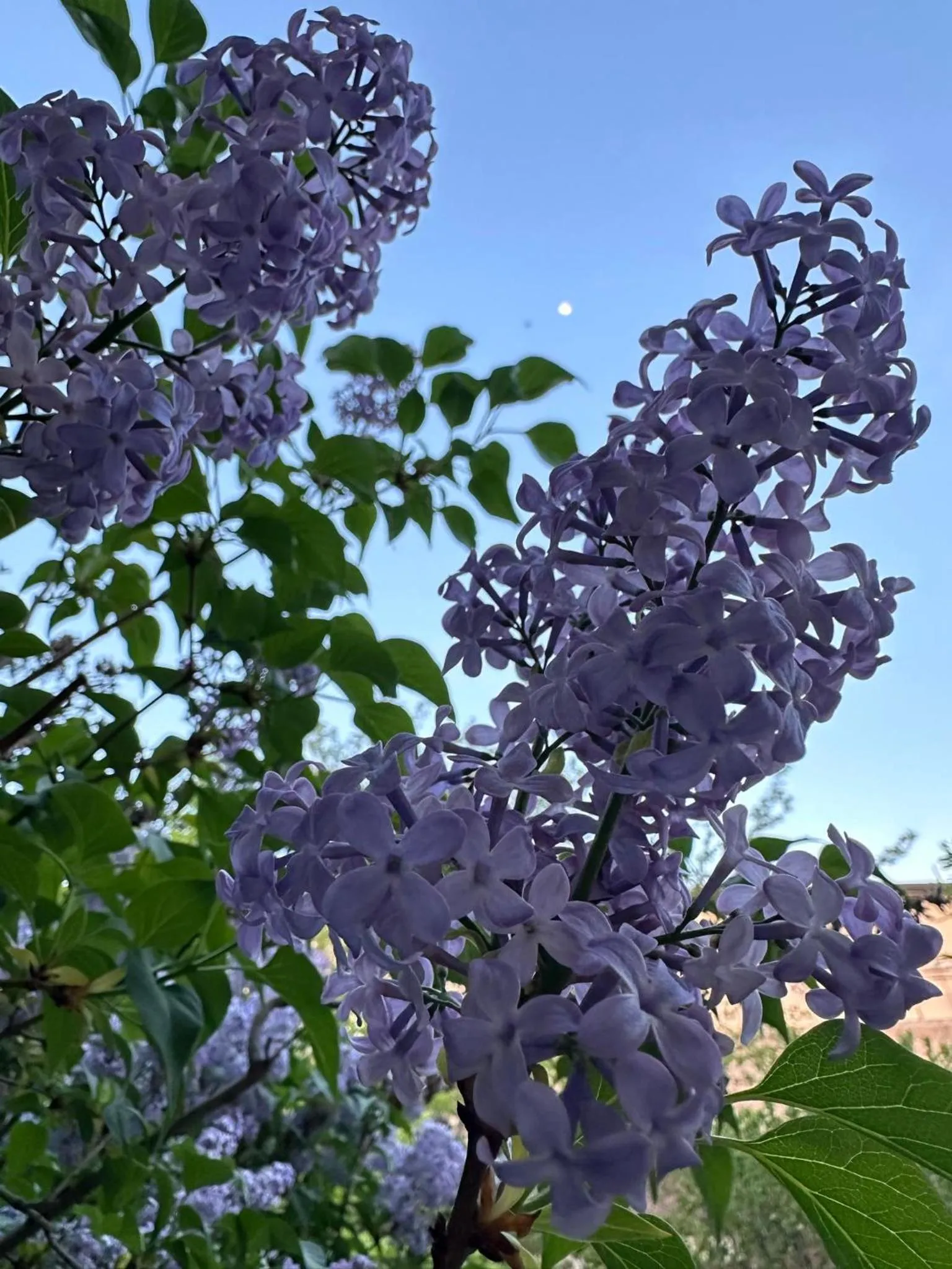 Li Yes Yerevan hotel