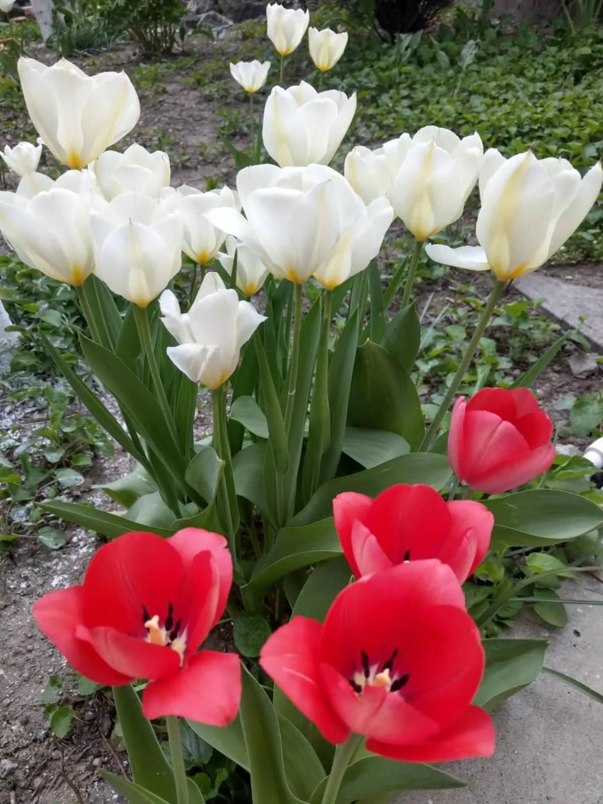 Li Yes Yerevan hotel