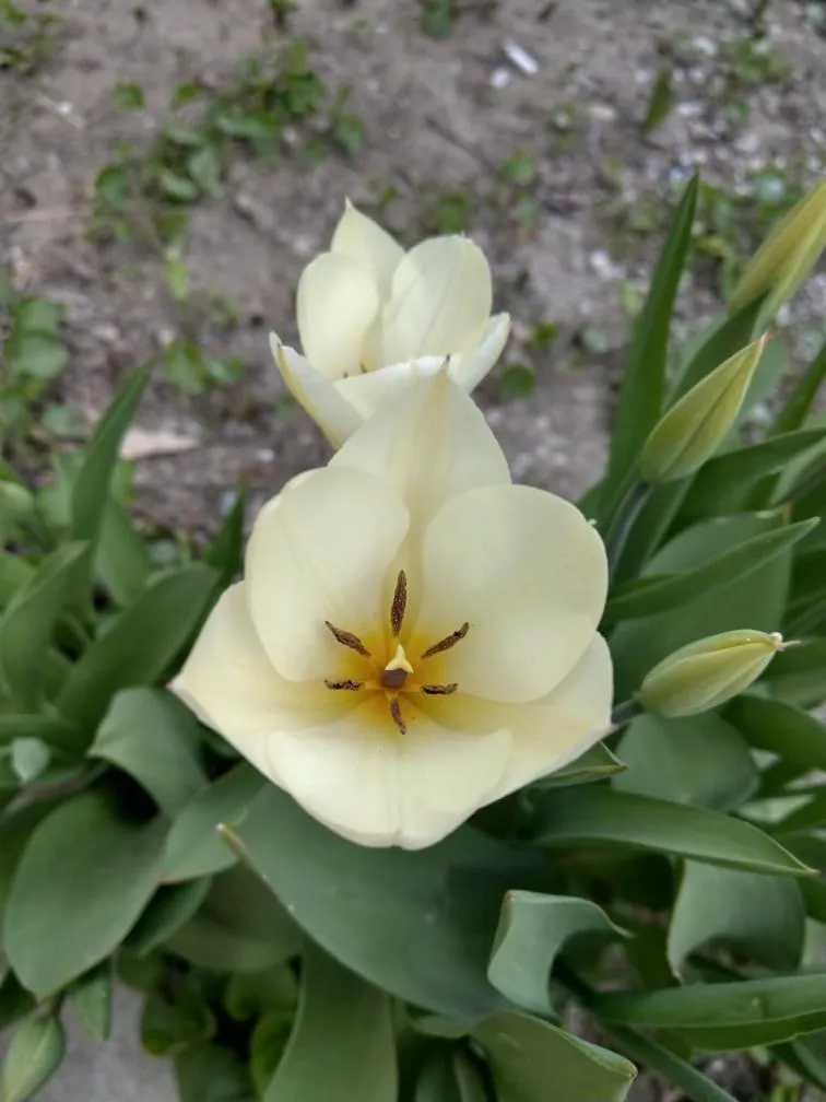 Li Yes Yerevan hotel