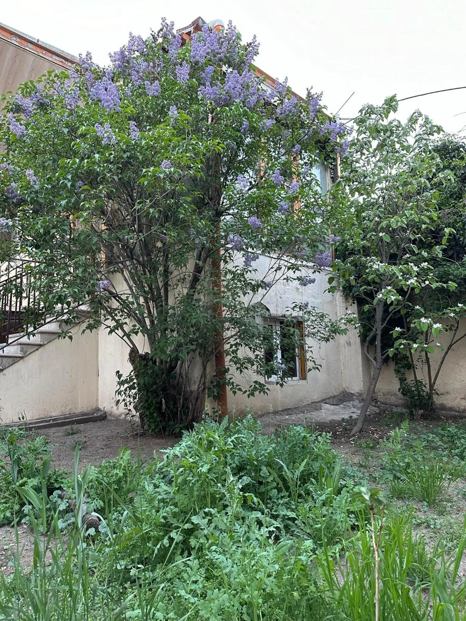 Li Yes Yerevan hotel