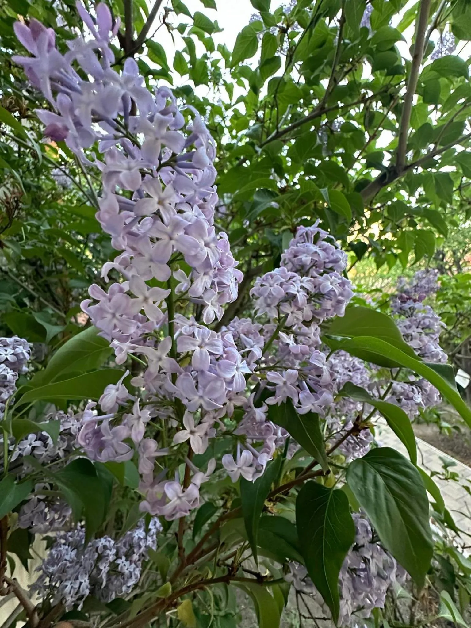 Li Yes Yerevan hotel