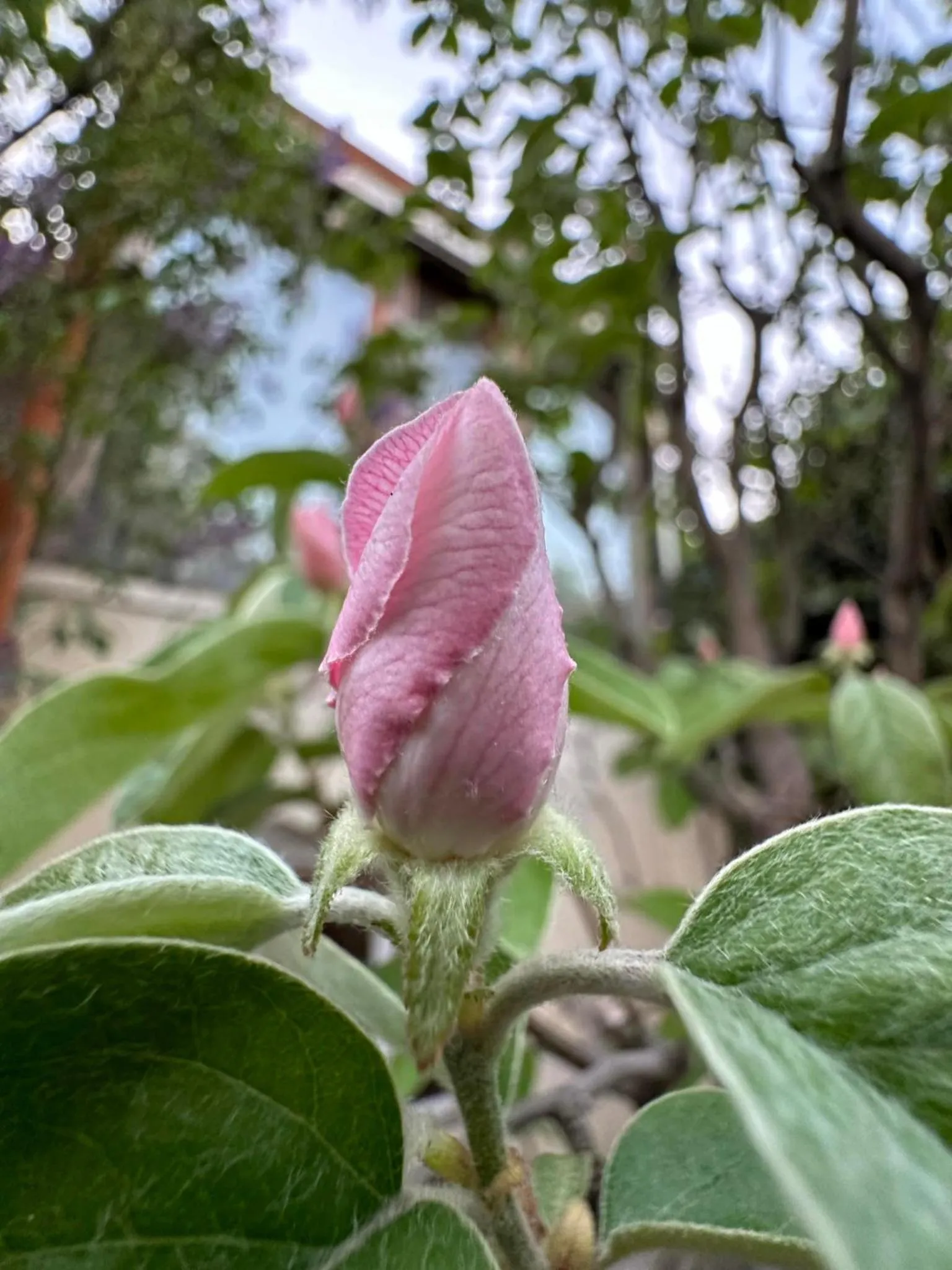 Li Yes Yerevan hotel