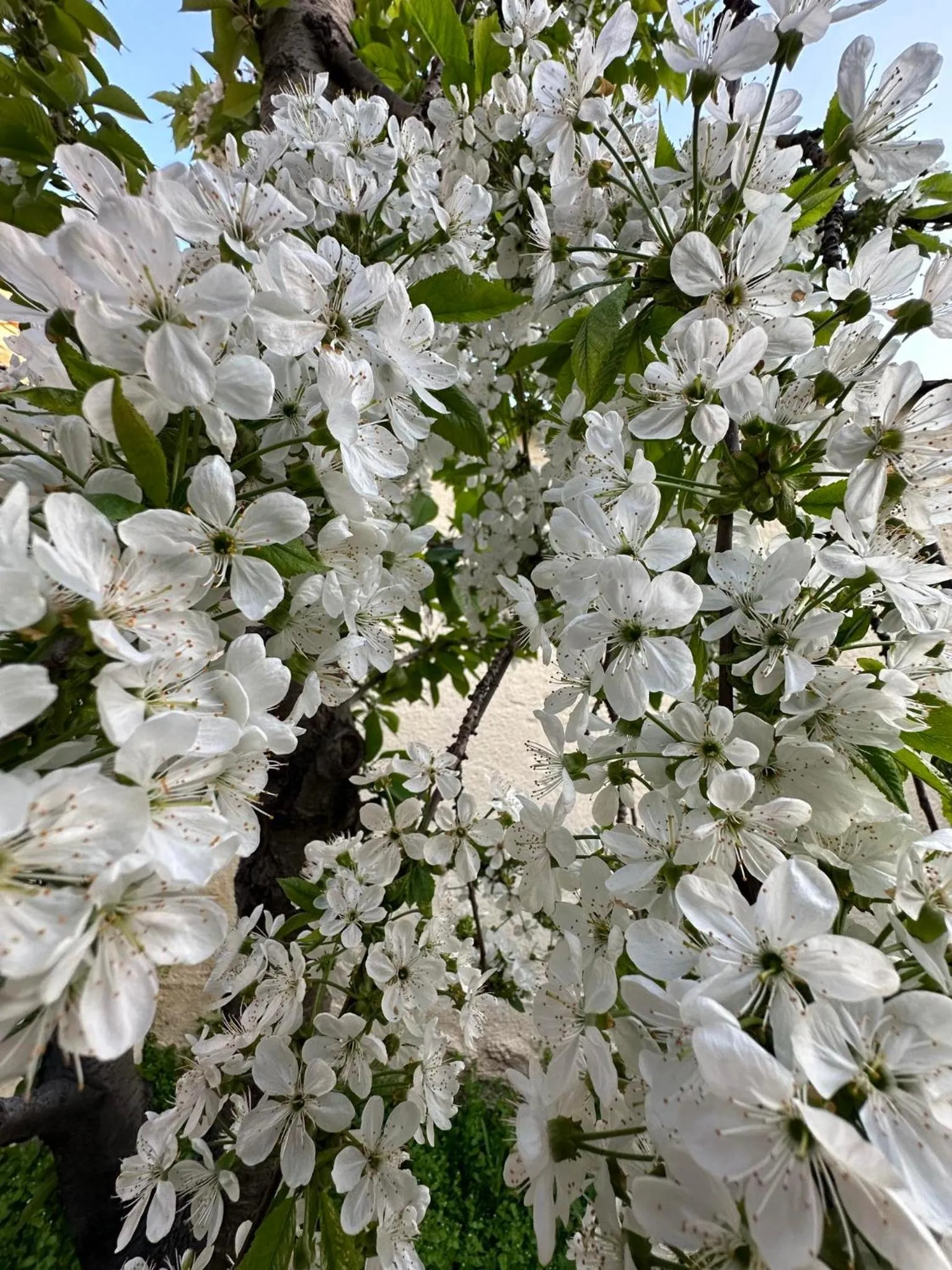 Li Yes Yerevan hotel