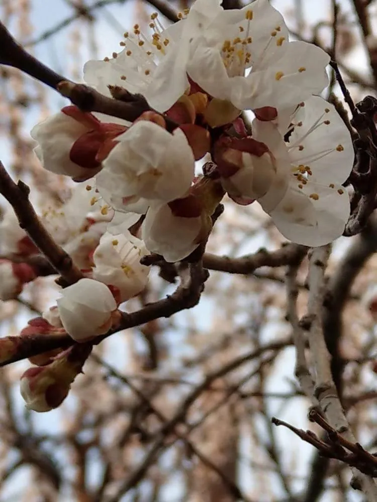 Li Yes Yerevan hotel