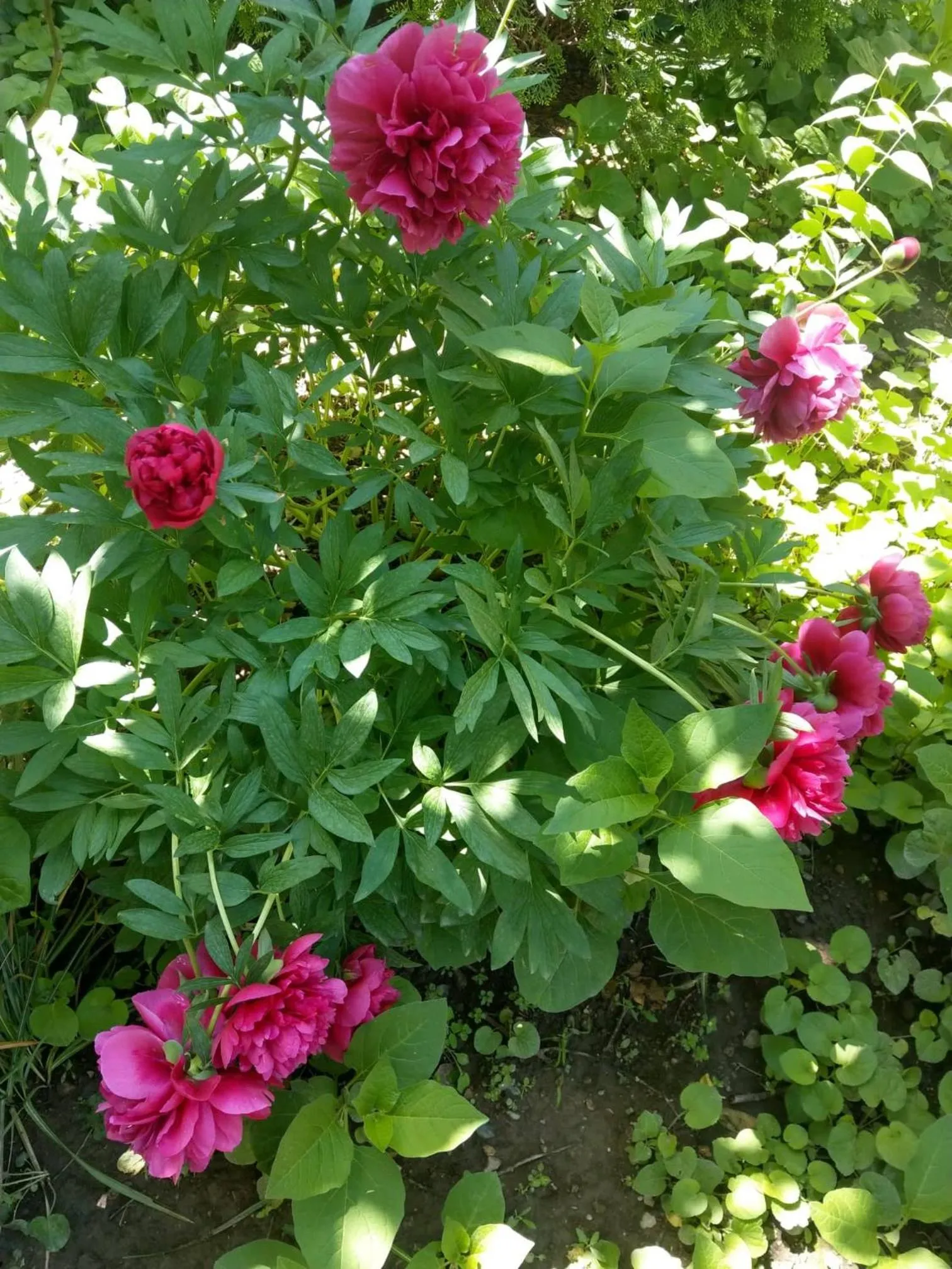 Li Yes Yerevan hotel