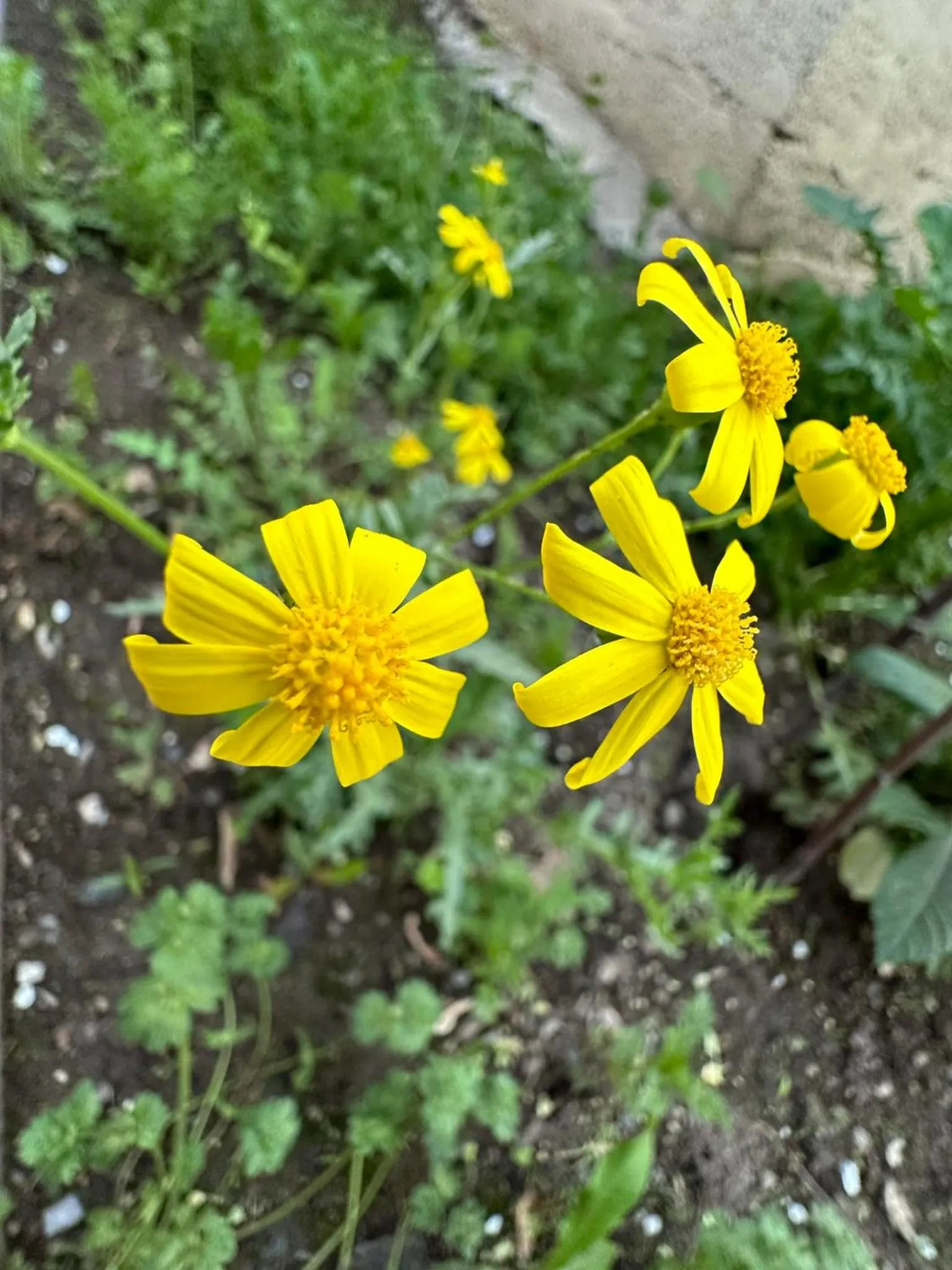 Li Yes Yerevan hotel