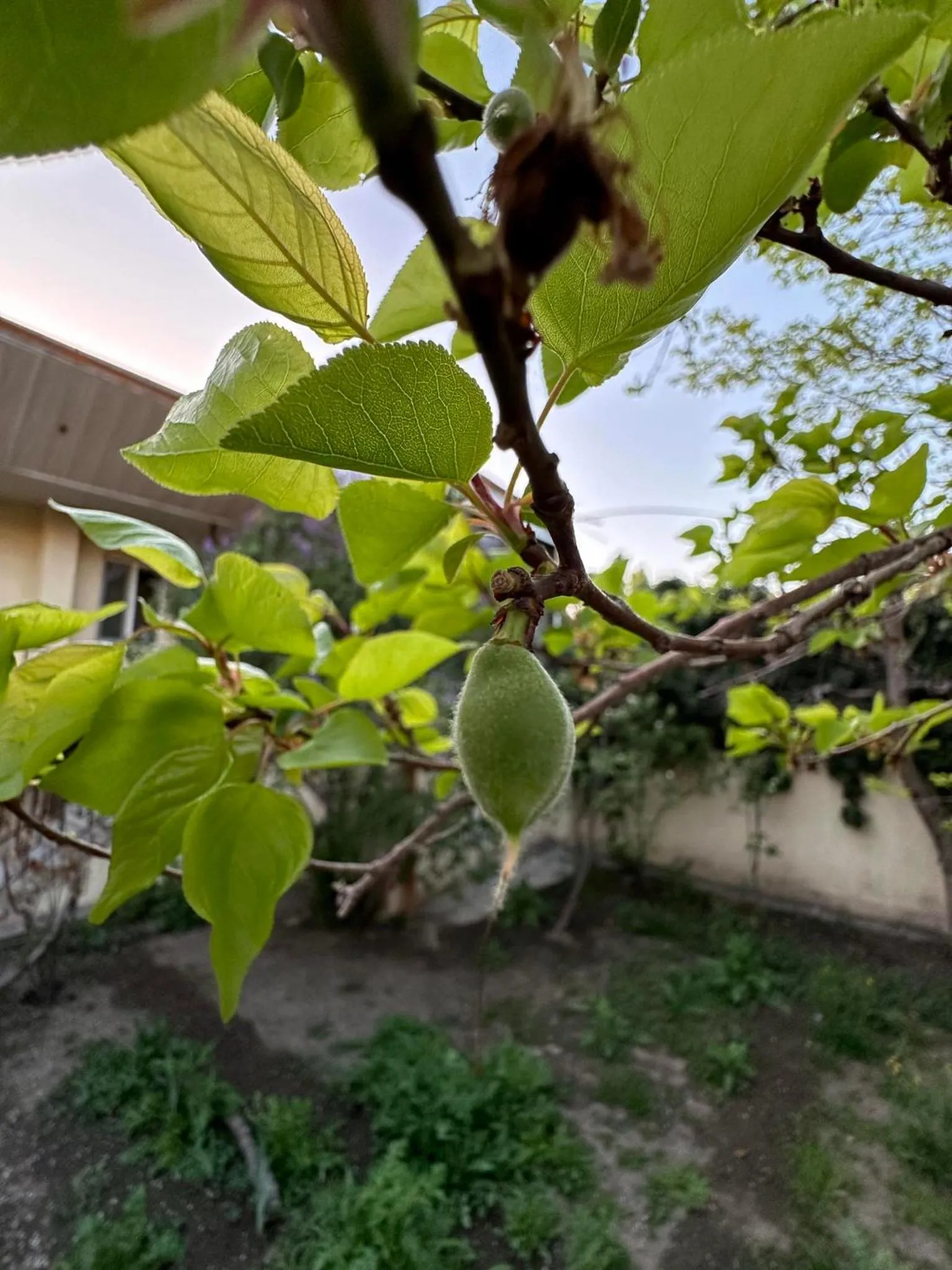 Li Yes Yerevan hotel