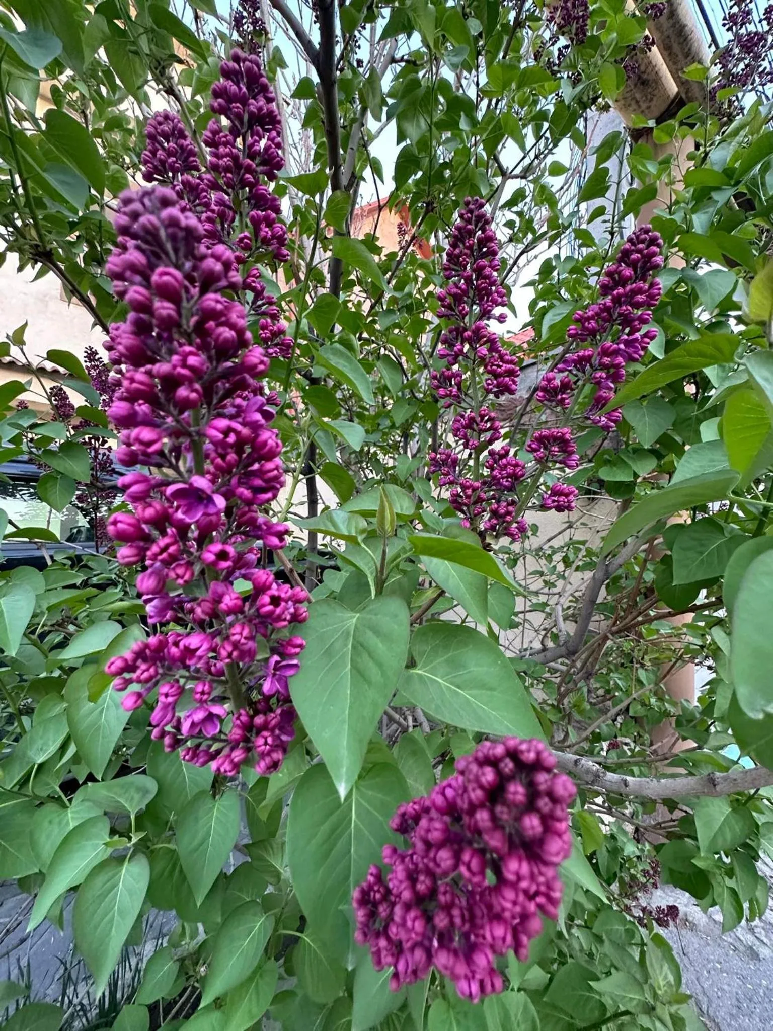 Li Yes Yerevan hotel