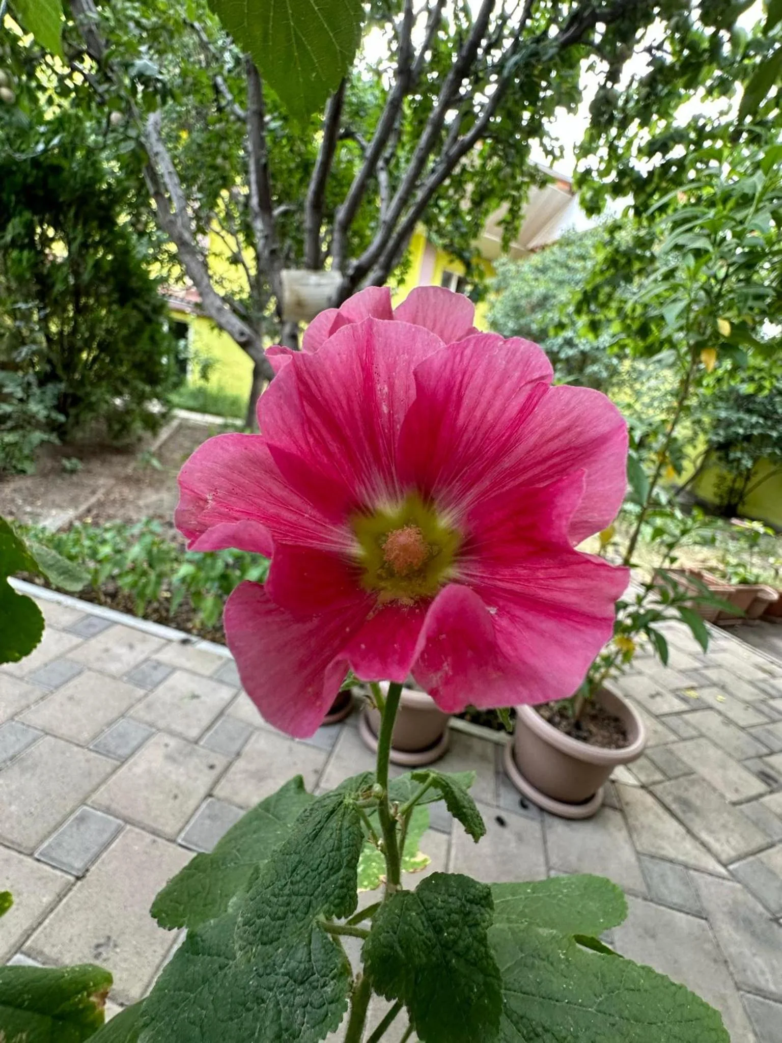 Li Yes Yerevan hotel