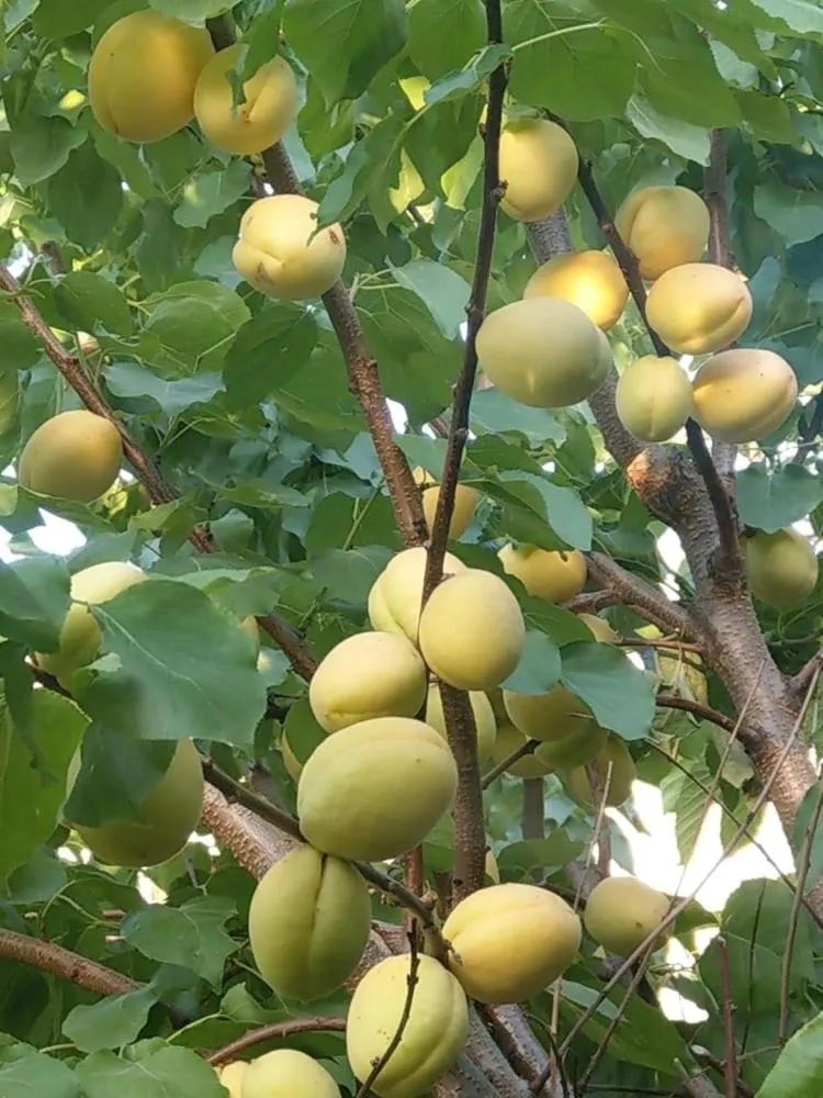 Li Yes Yerevan hotel