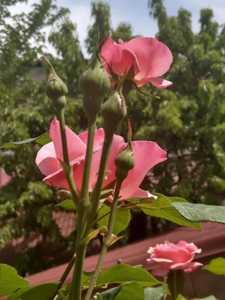 Li Yes Yerevan hotel